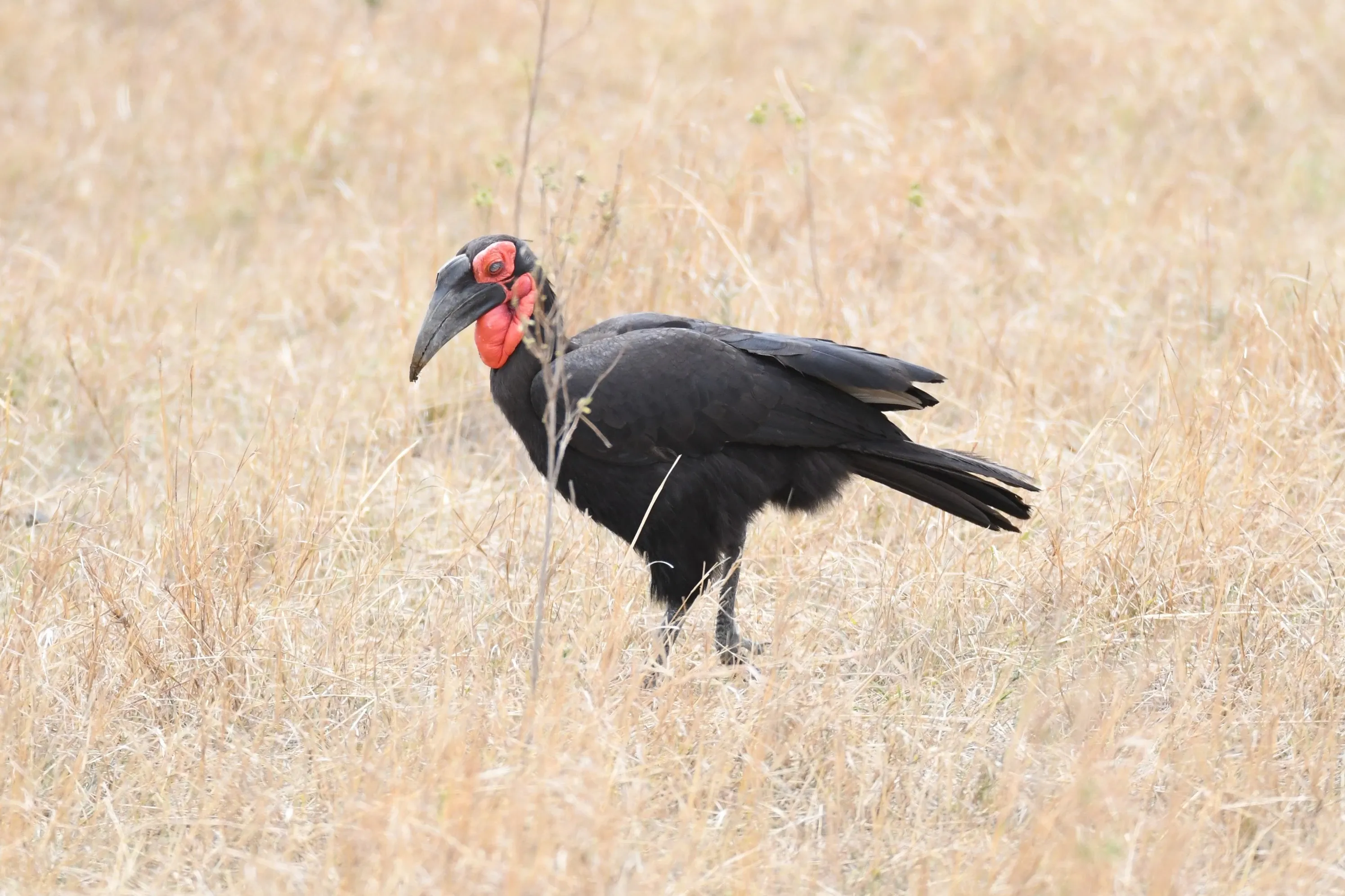 Südlicher Bodenhornvogel