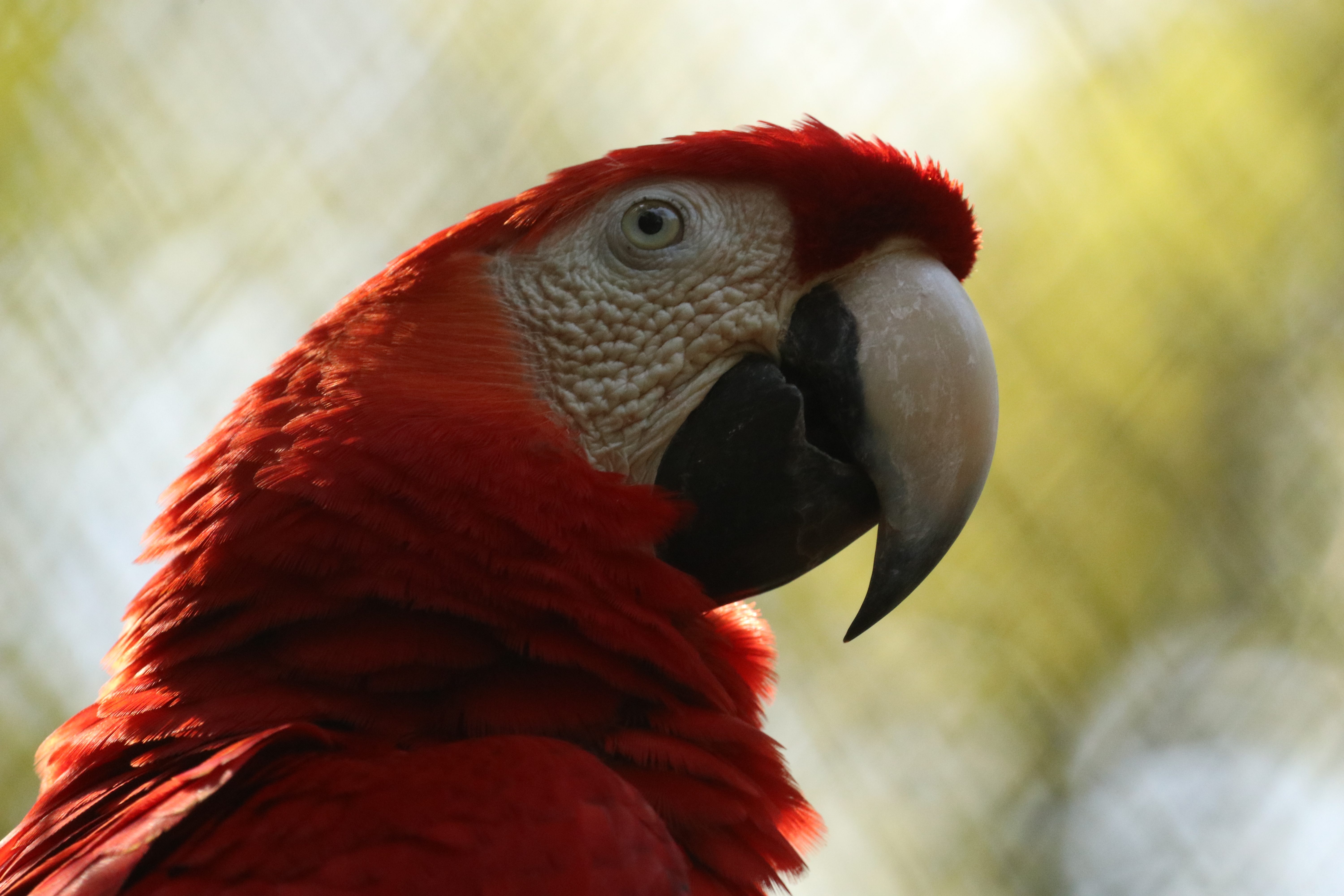 Red macaw