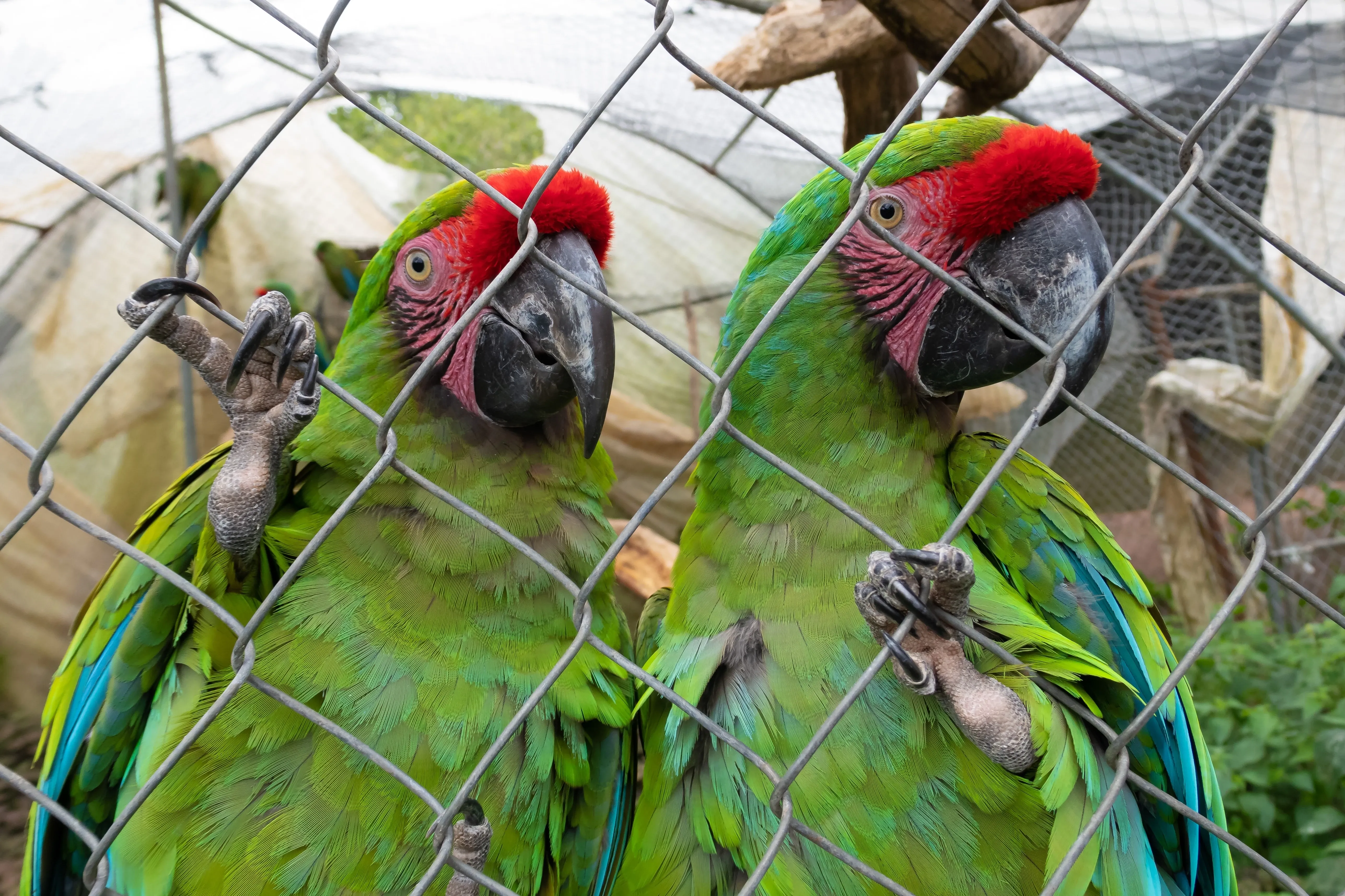 macaw parrots caged from poaching