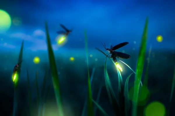 Firefly