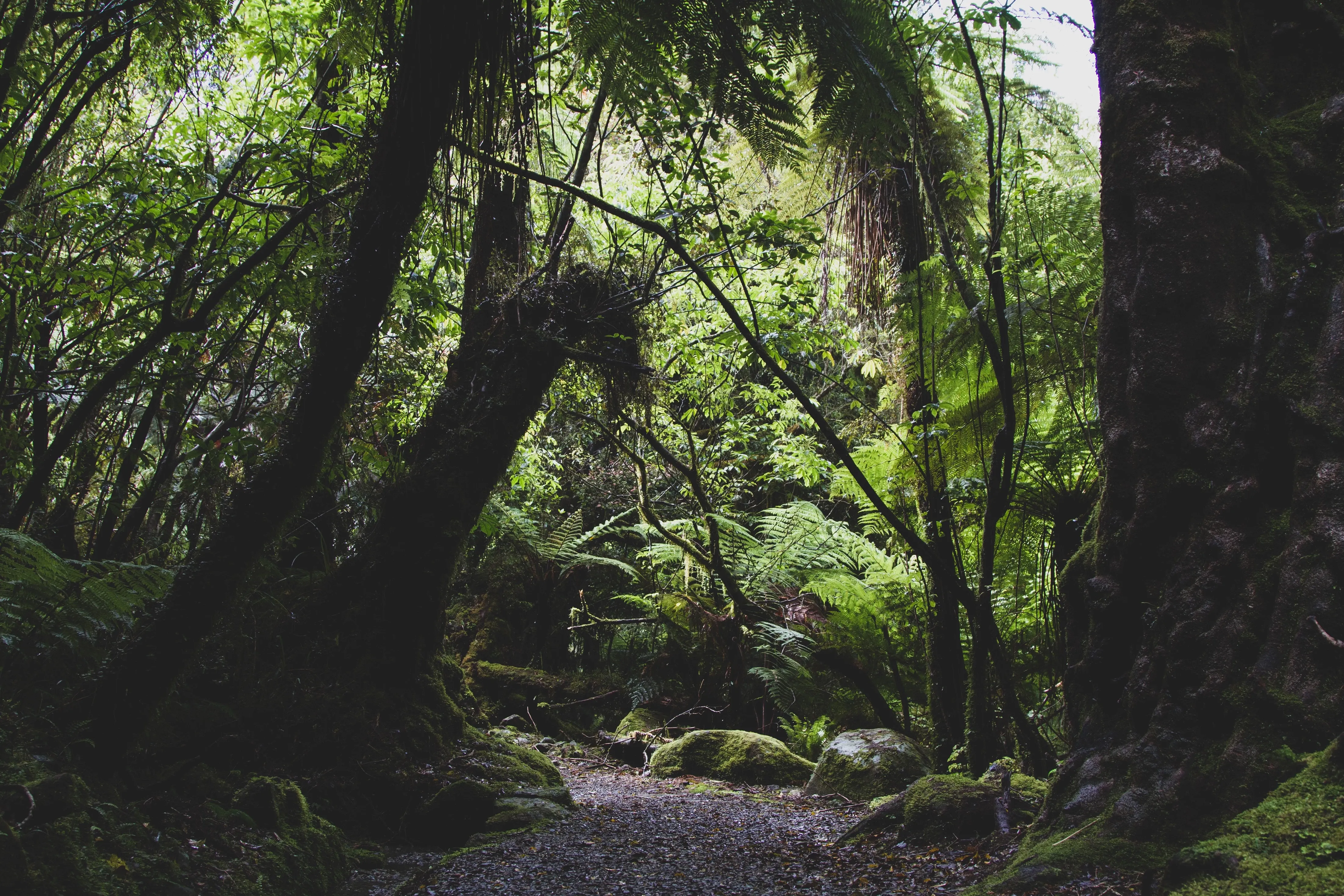 Tropischer Wald in Neuseeland