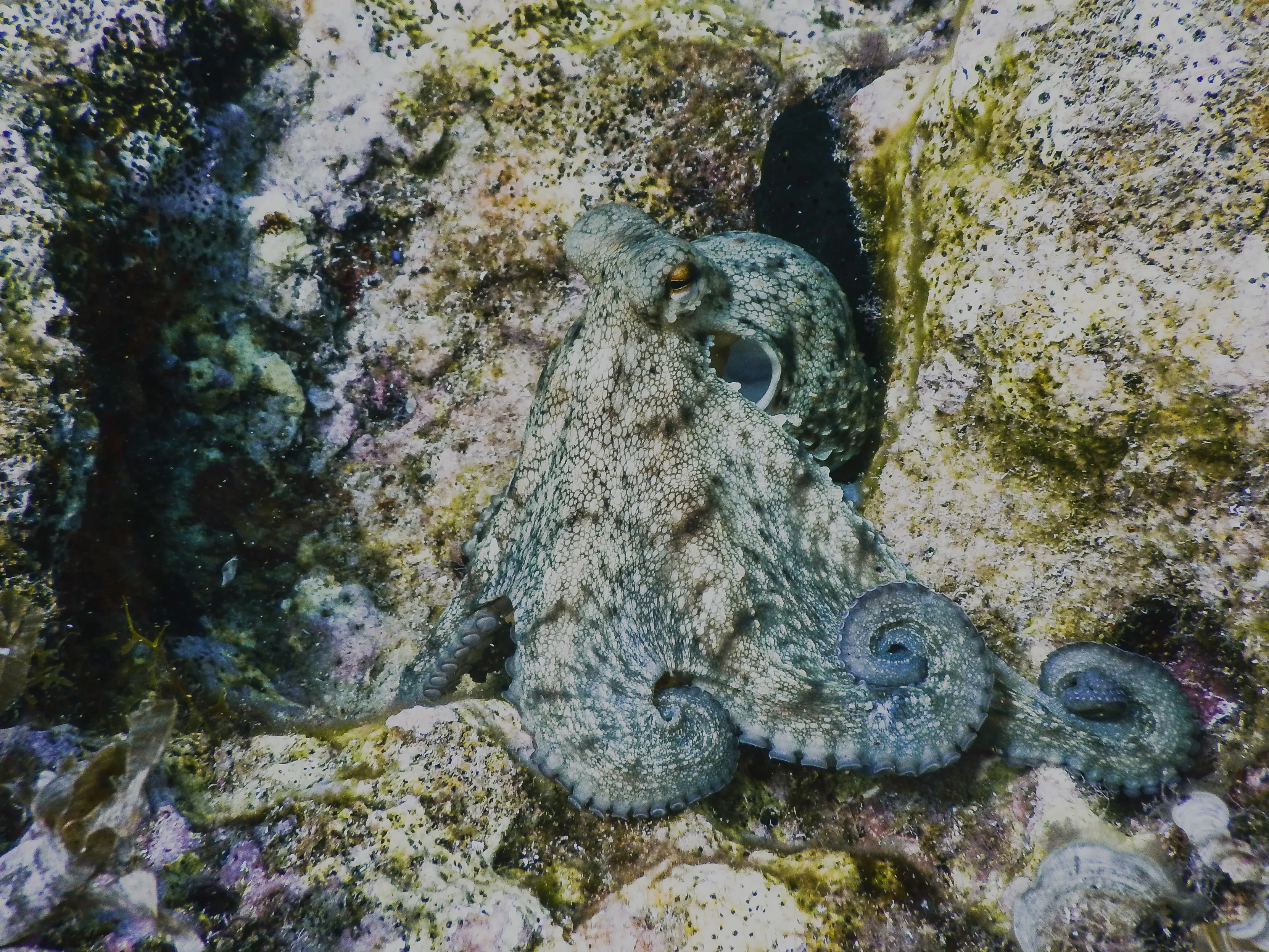 octopus