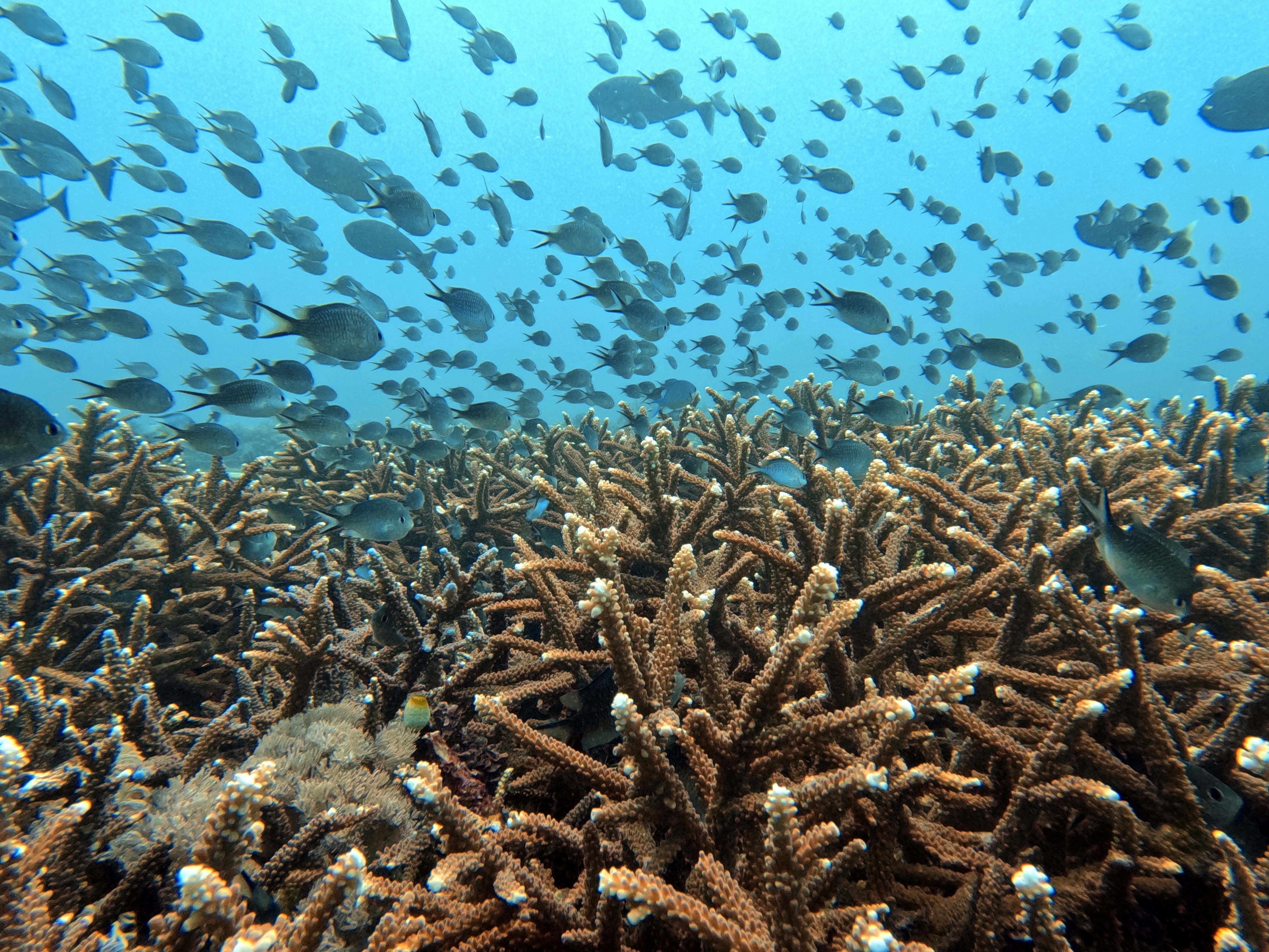 Coral and fish underwater