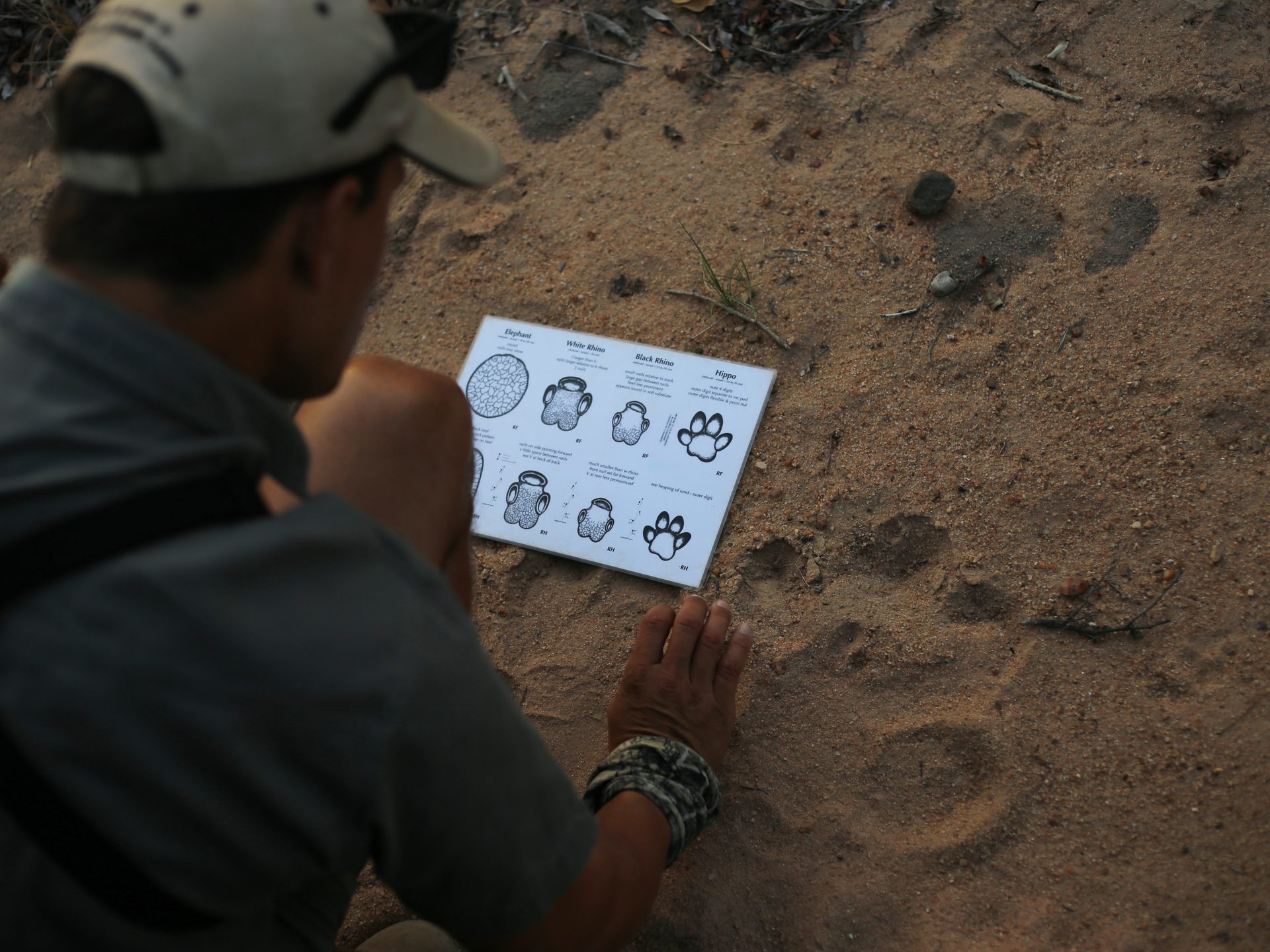 Online Tracking Kurs, Südliches Afrika