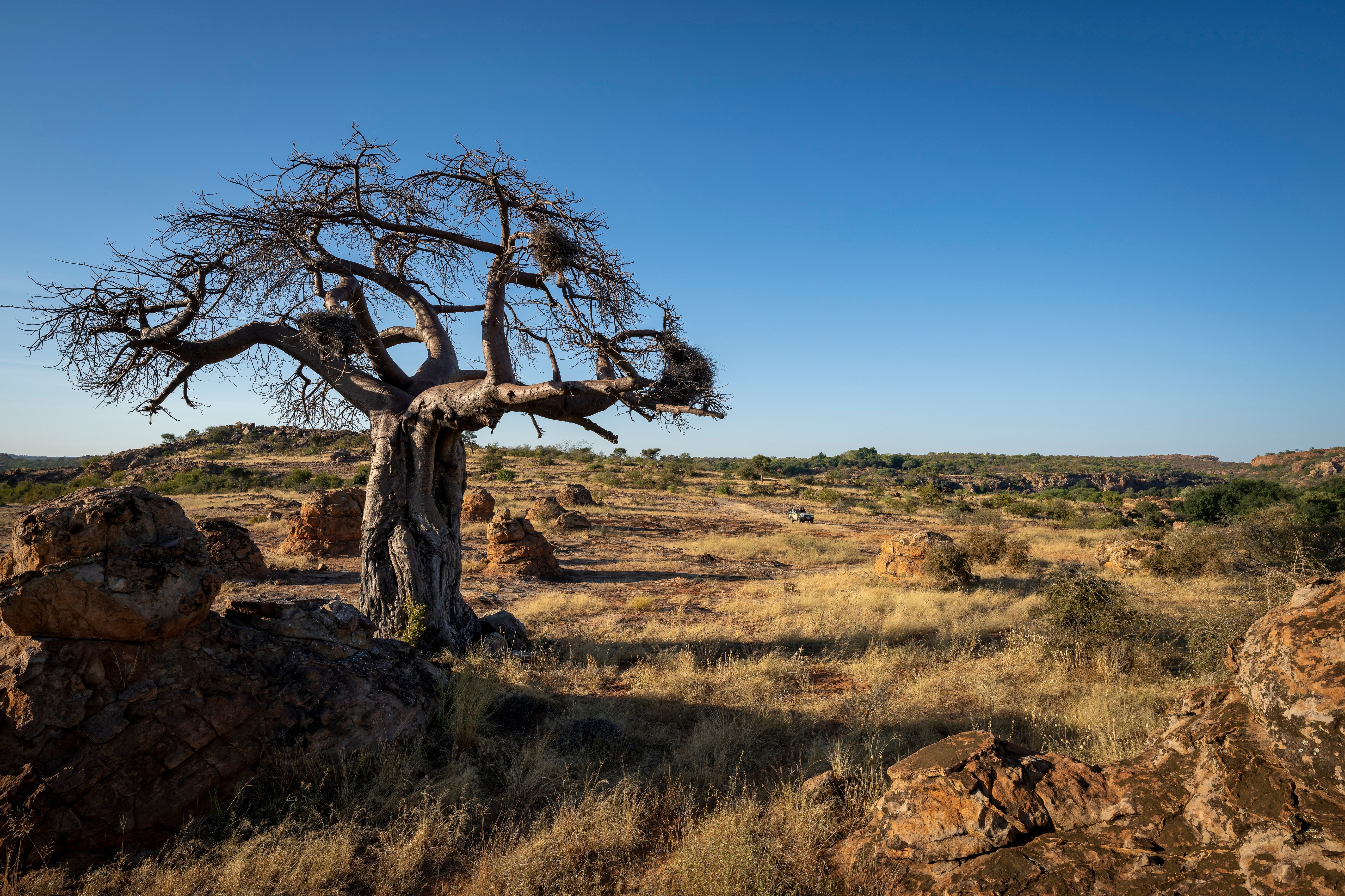 Baobab in Mashatu Game Reserve