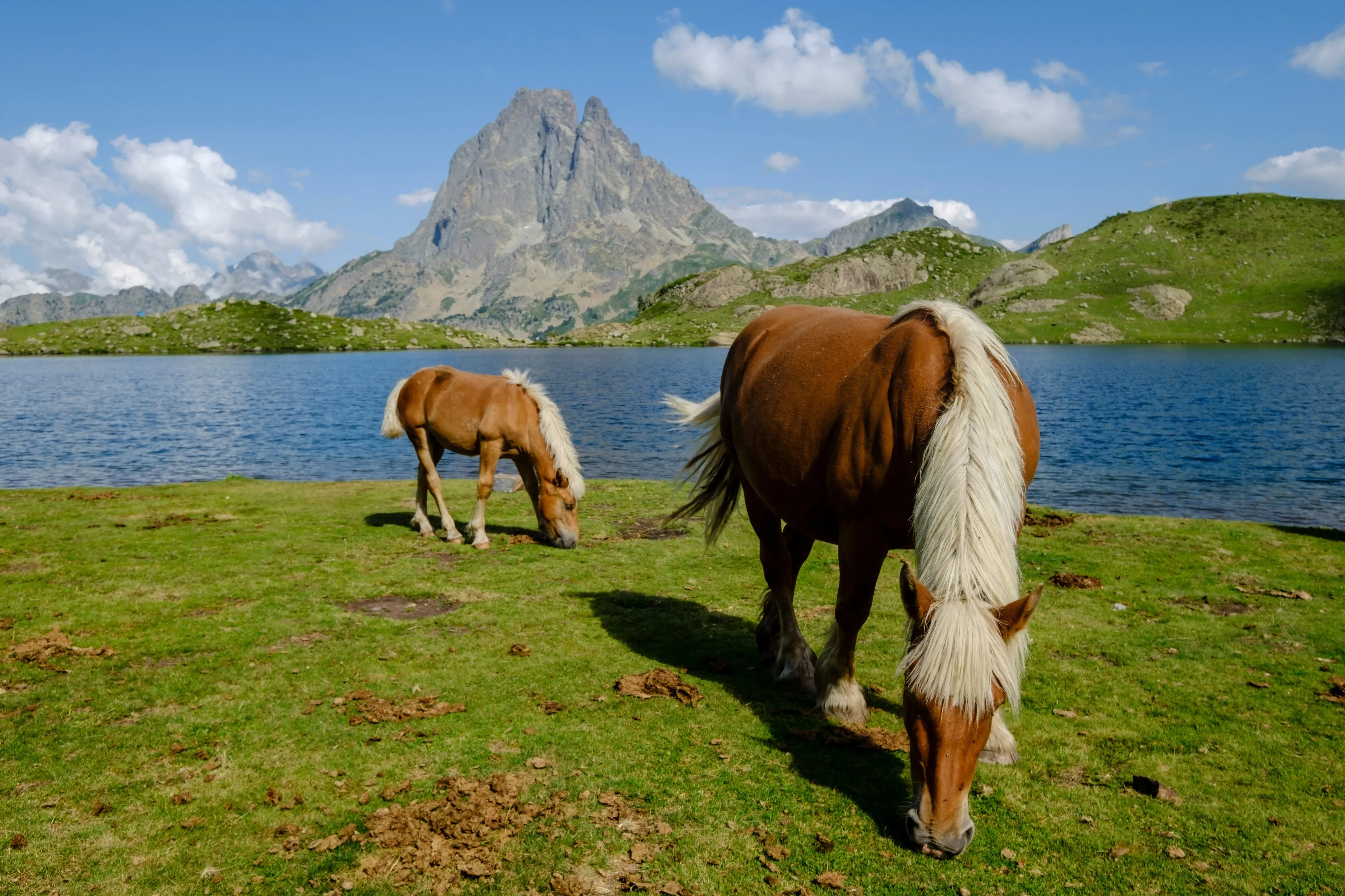 Horses grazing in france