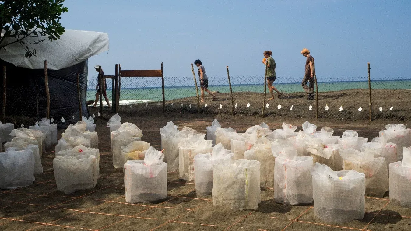 Turtle nests in costa rica