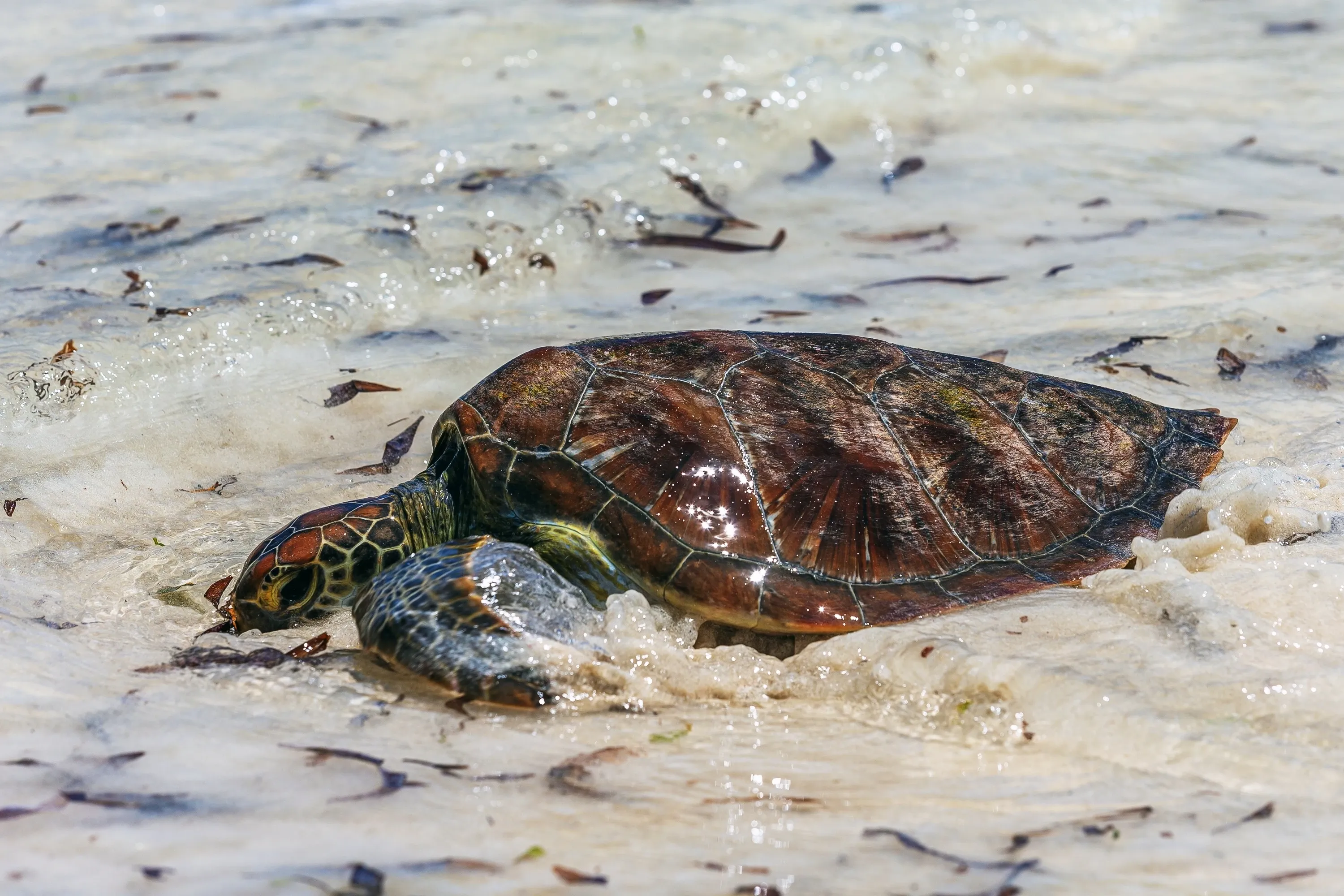 Schildkröte am Strand