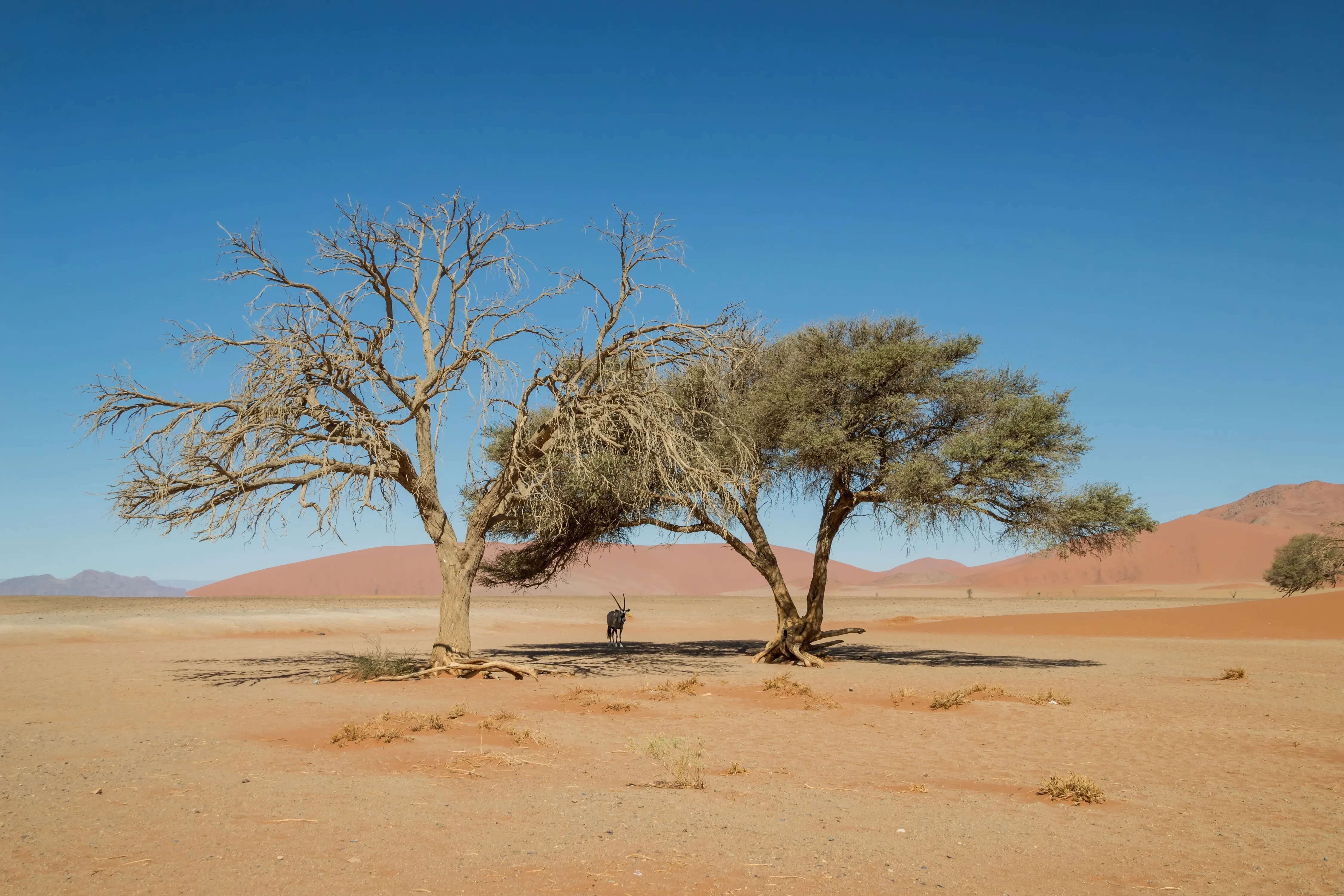 Oryx under trees in namib desert