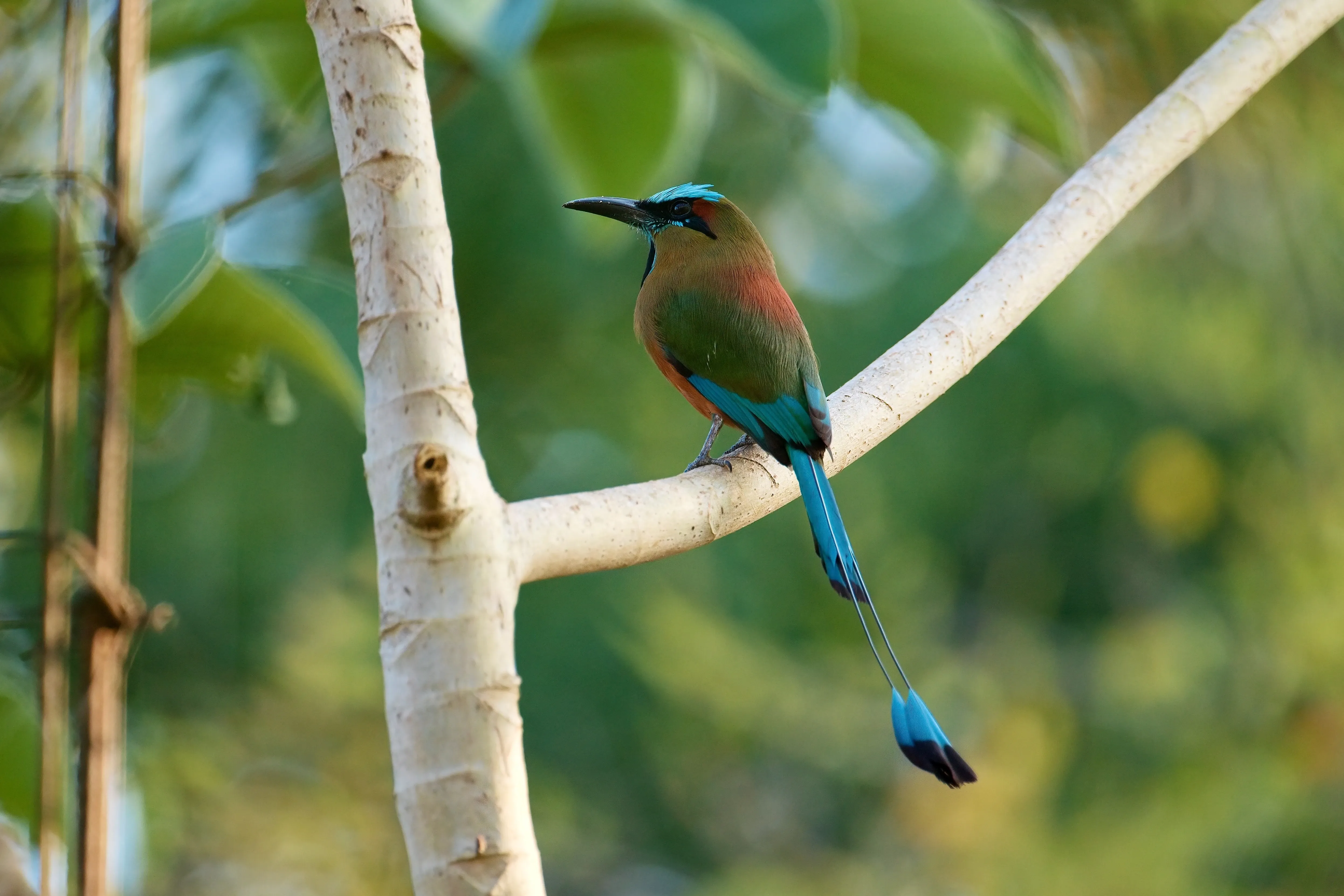 Turqoiuse browed motmot