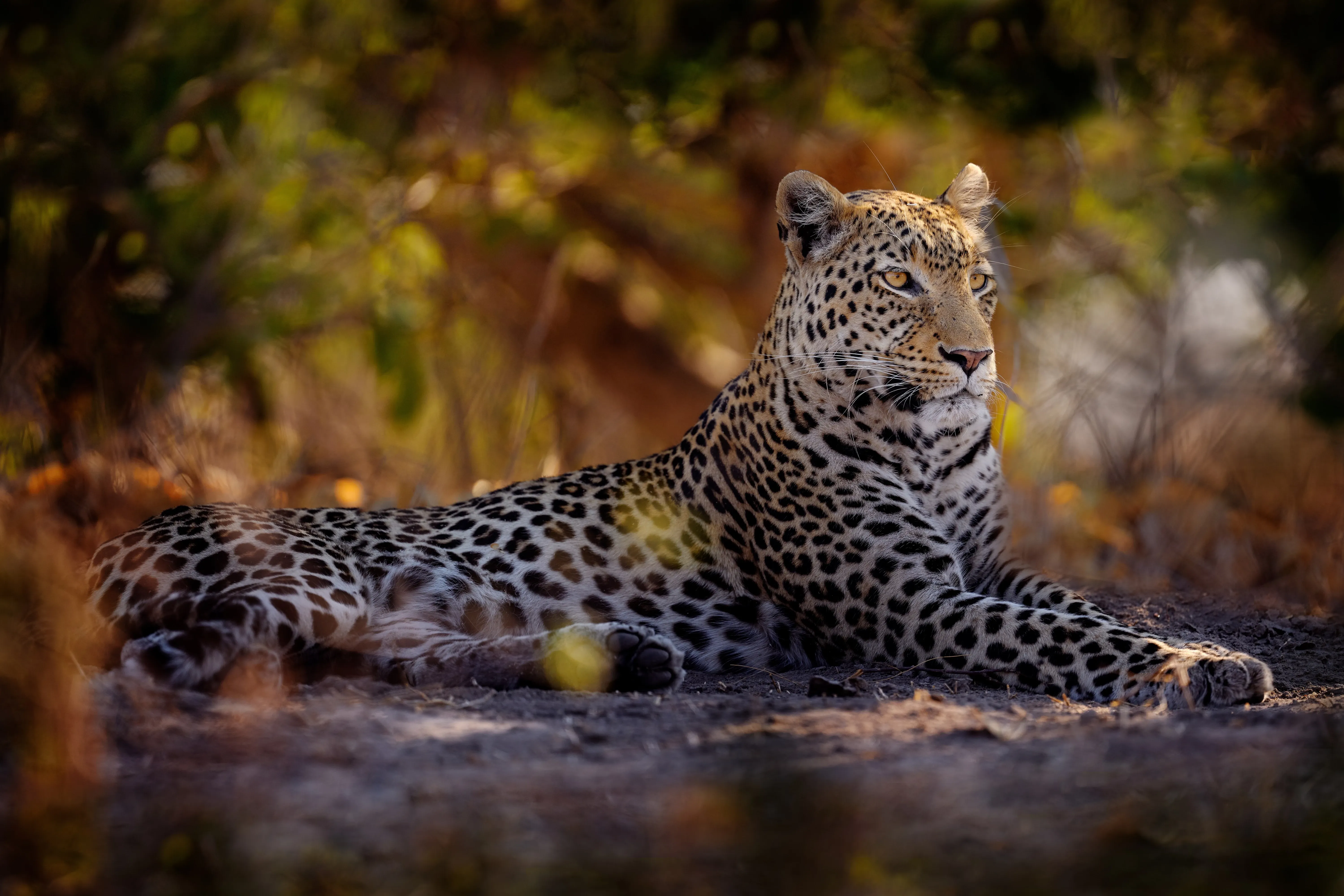 Leopard im Wald in Zimbabwe