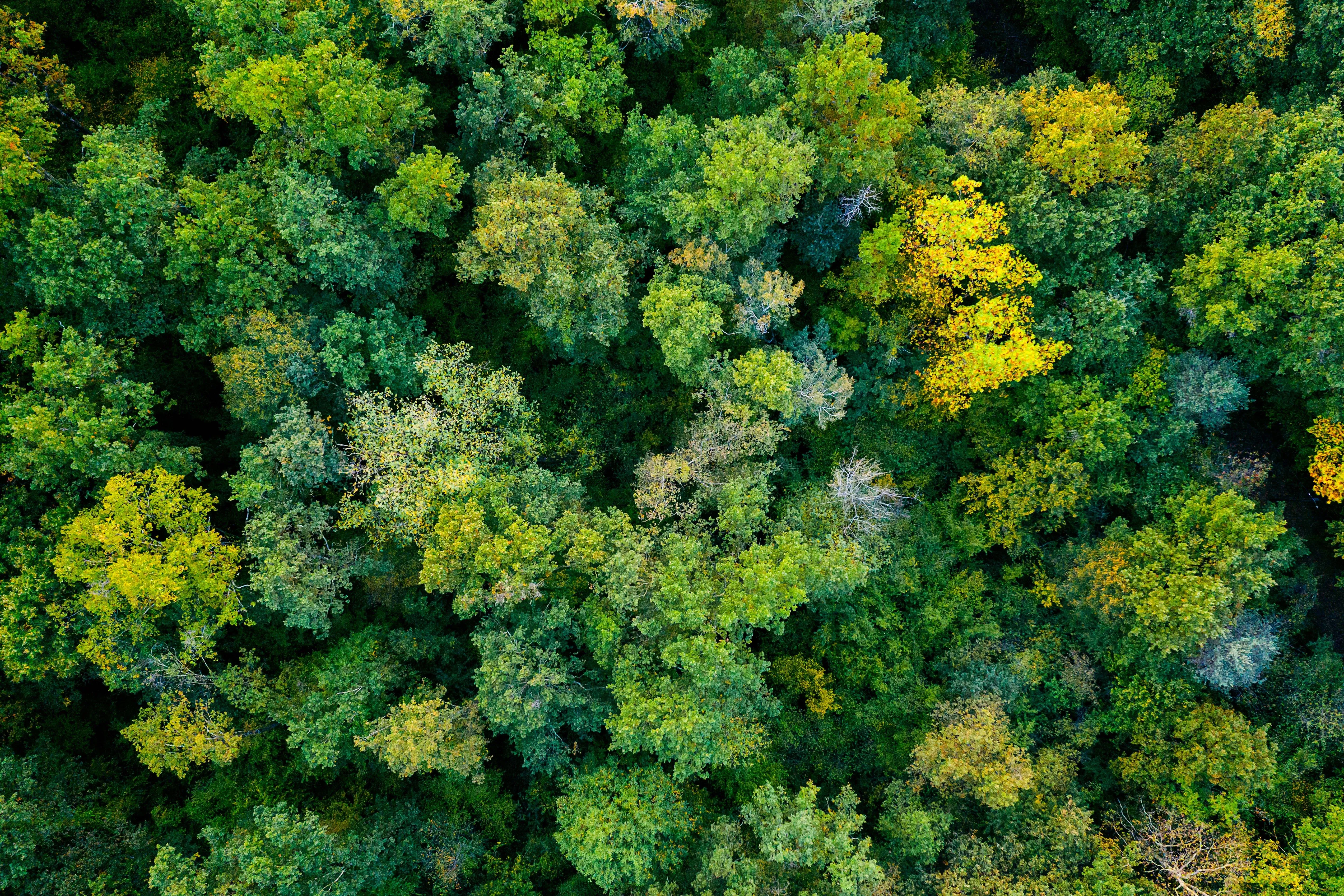 Aerial view of the lush forest