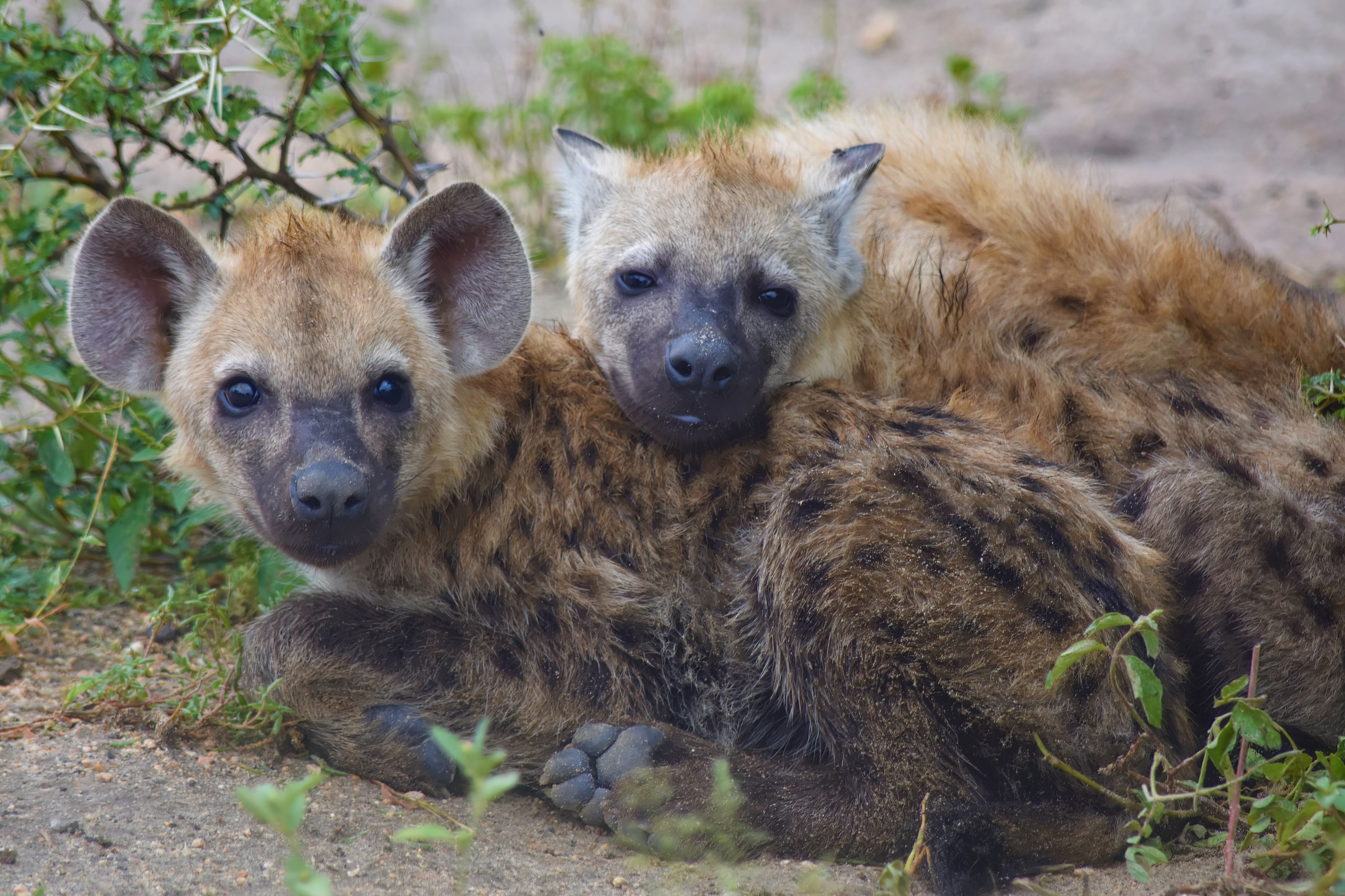 hyena family