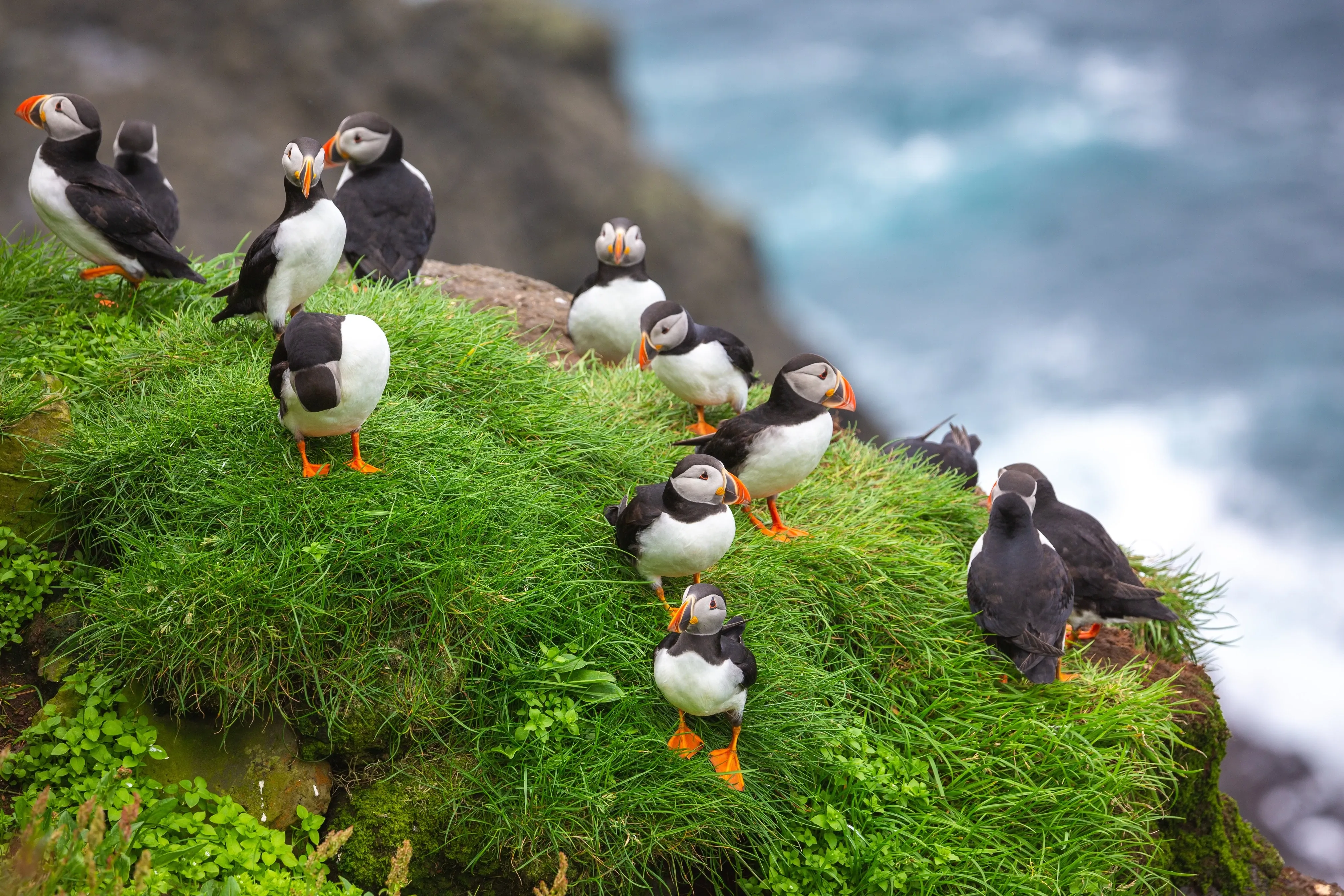 puffins