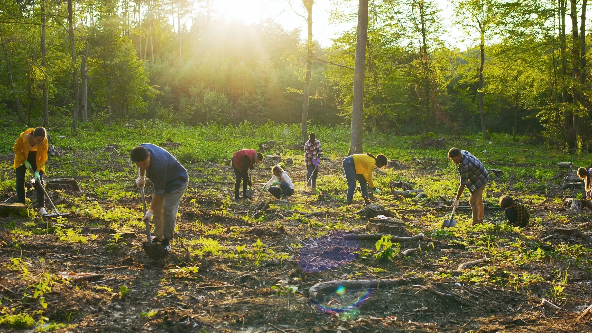 Volunteers planting trees