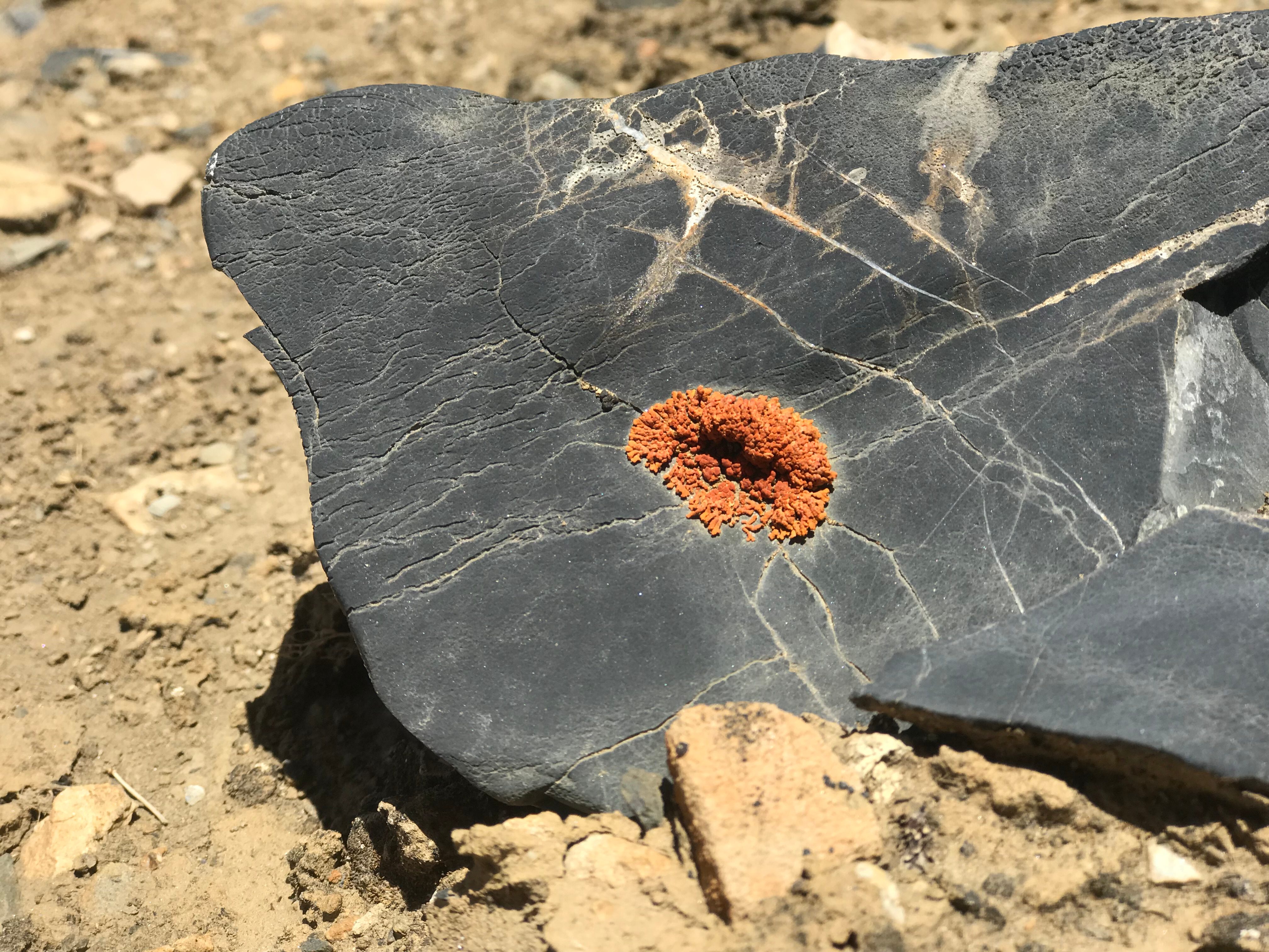 Closeup of geology found in the region