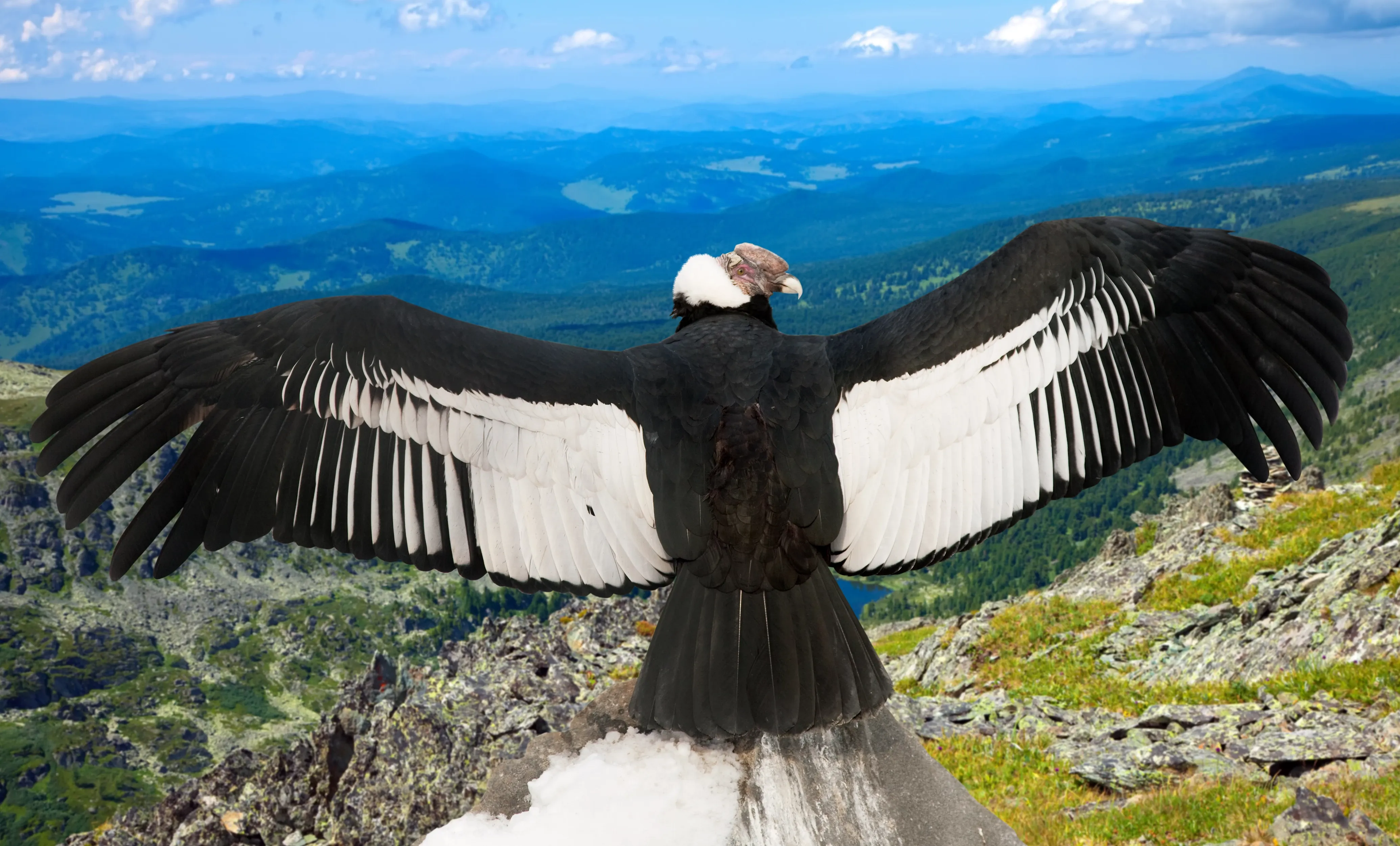 Andes condor in Chile in front of landscape
