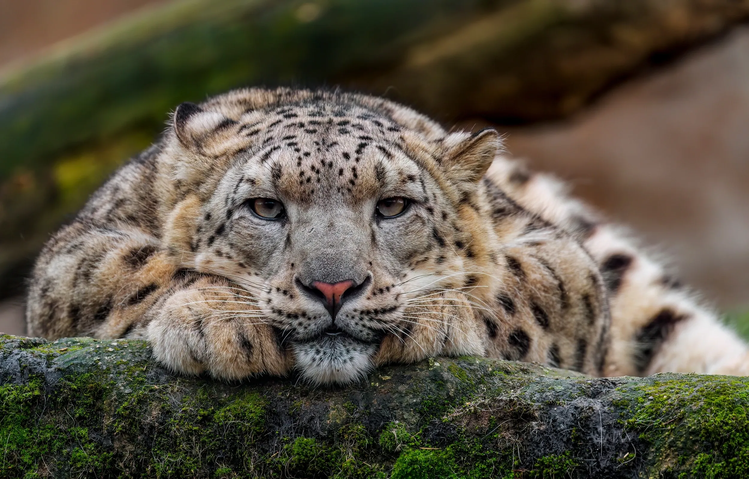 snow leopard