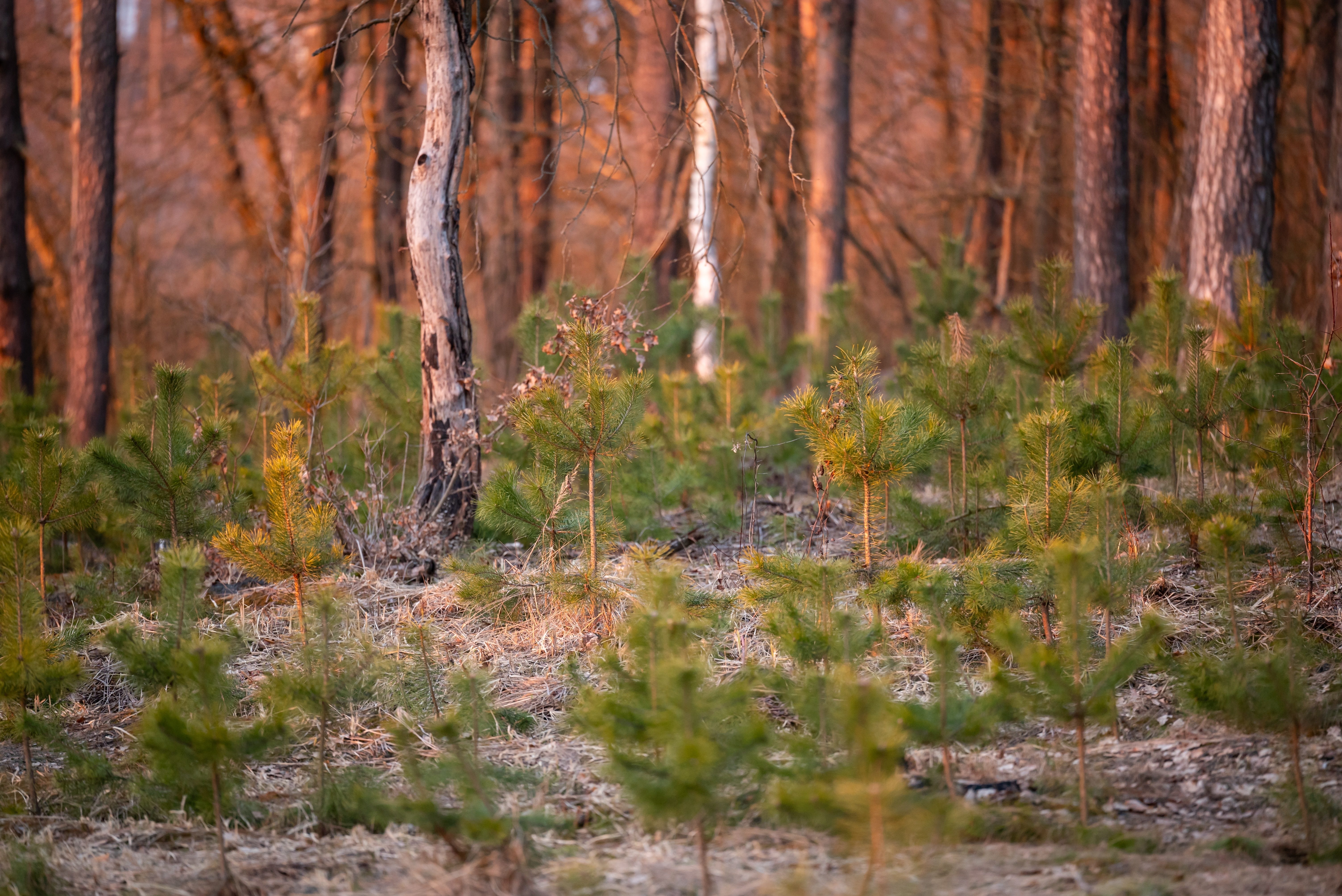 tree nursery
