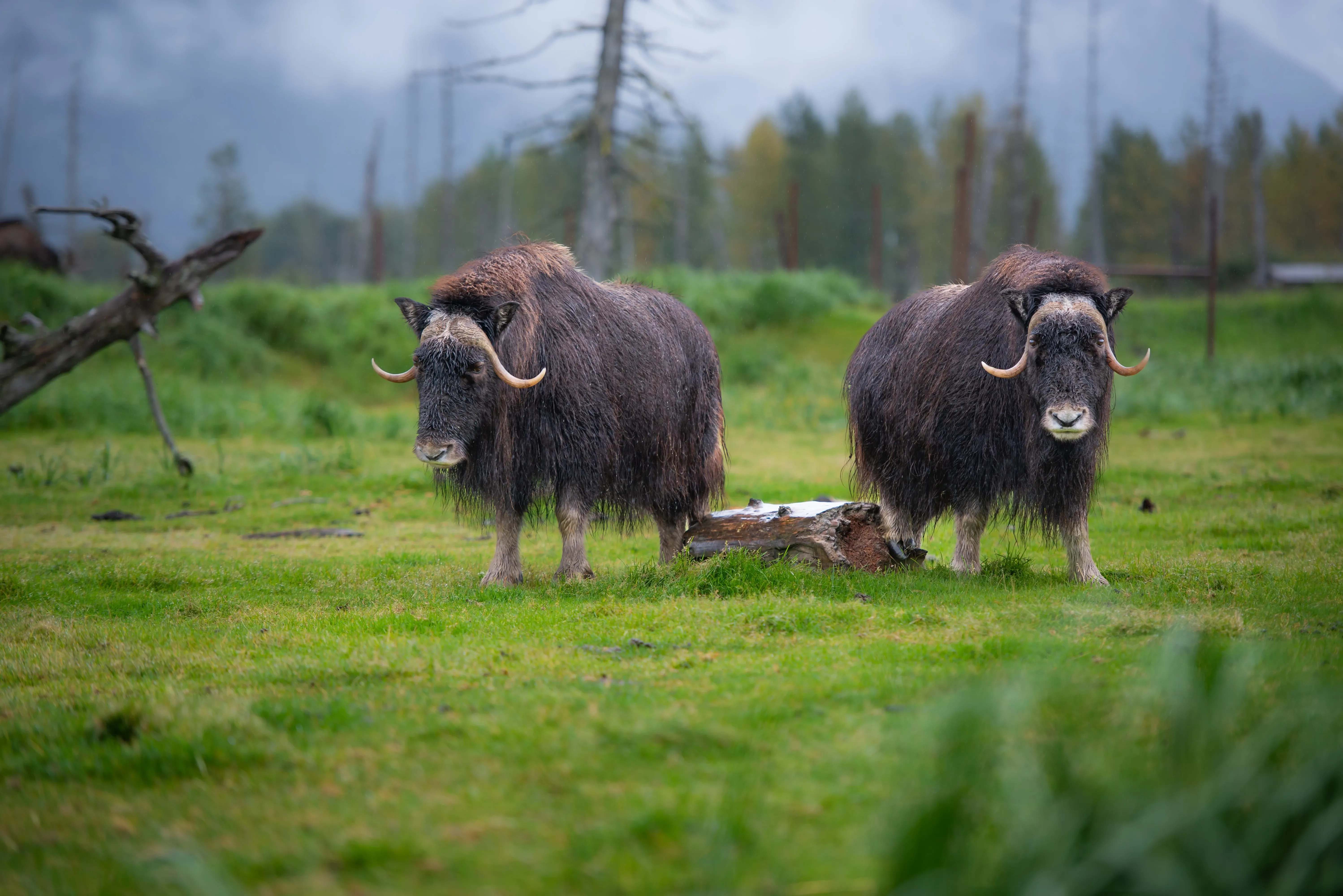 muskoxen