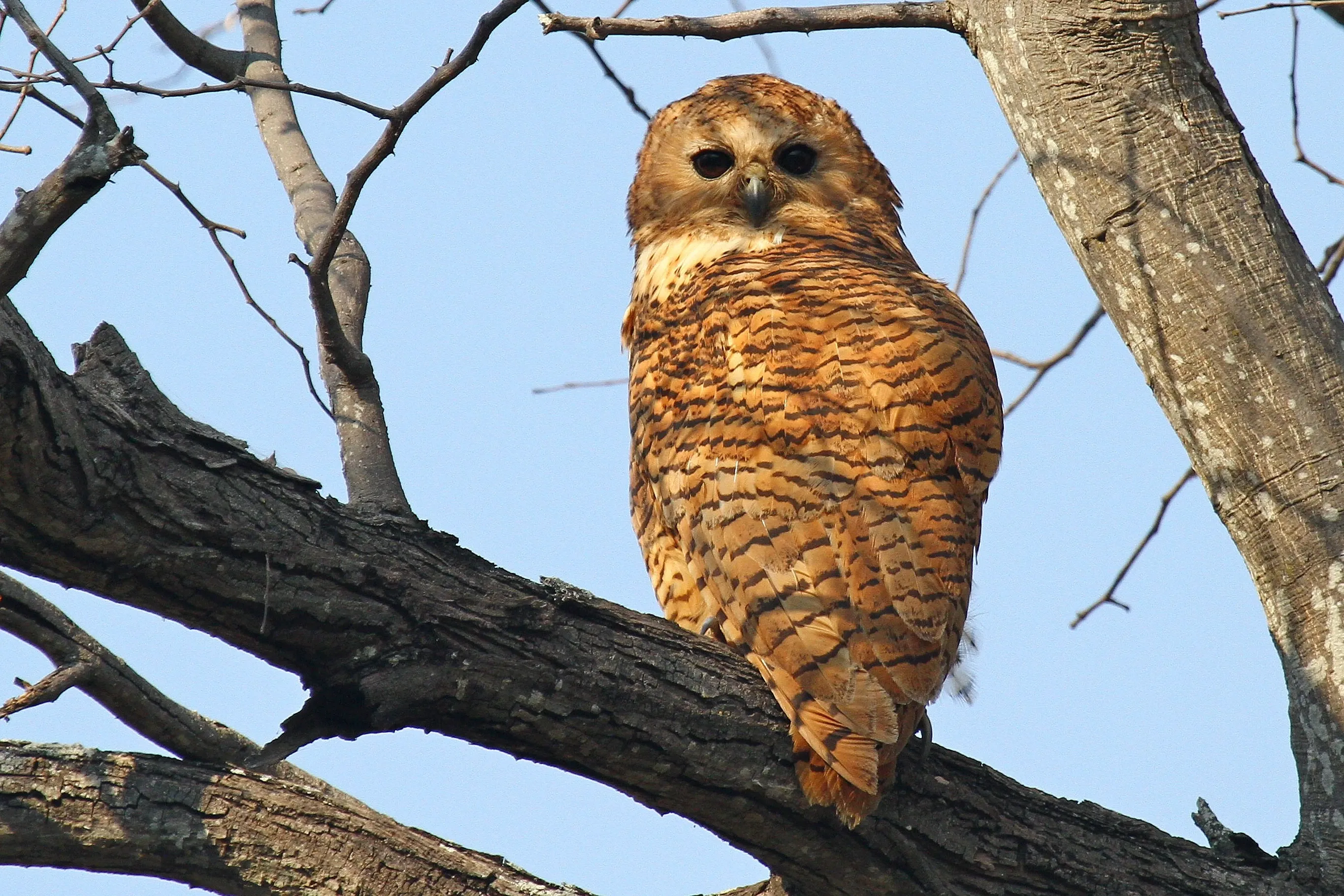 Fishing owl on branch, Botswana