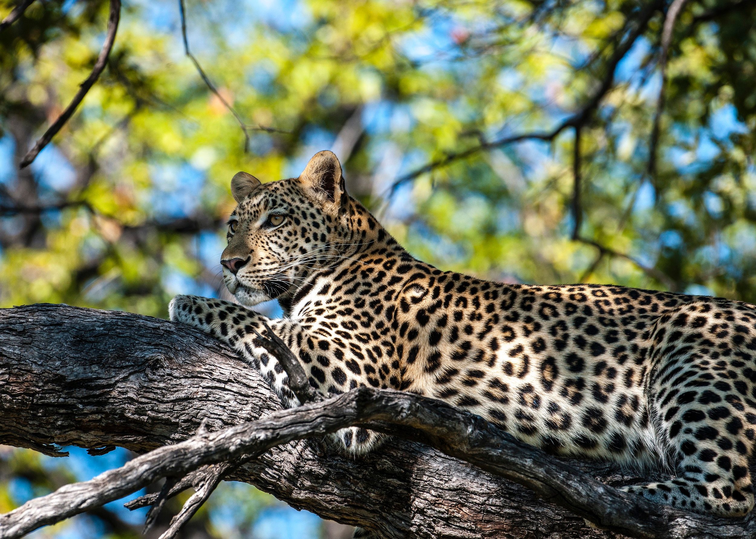 leopard sighting