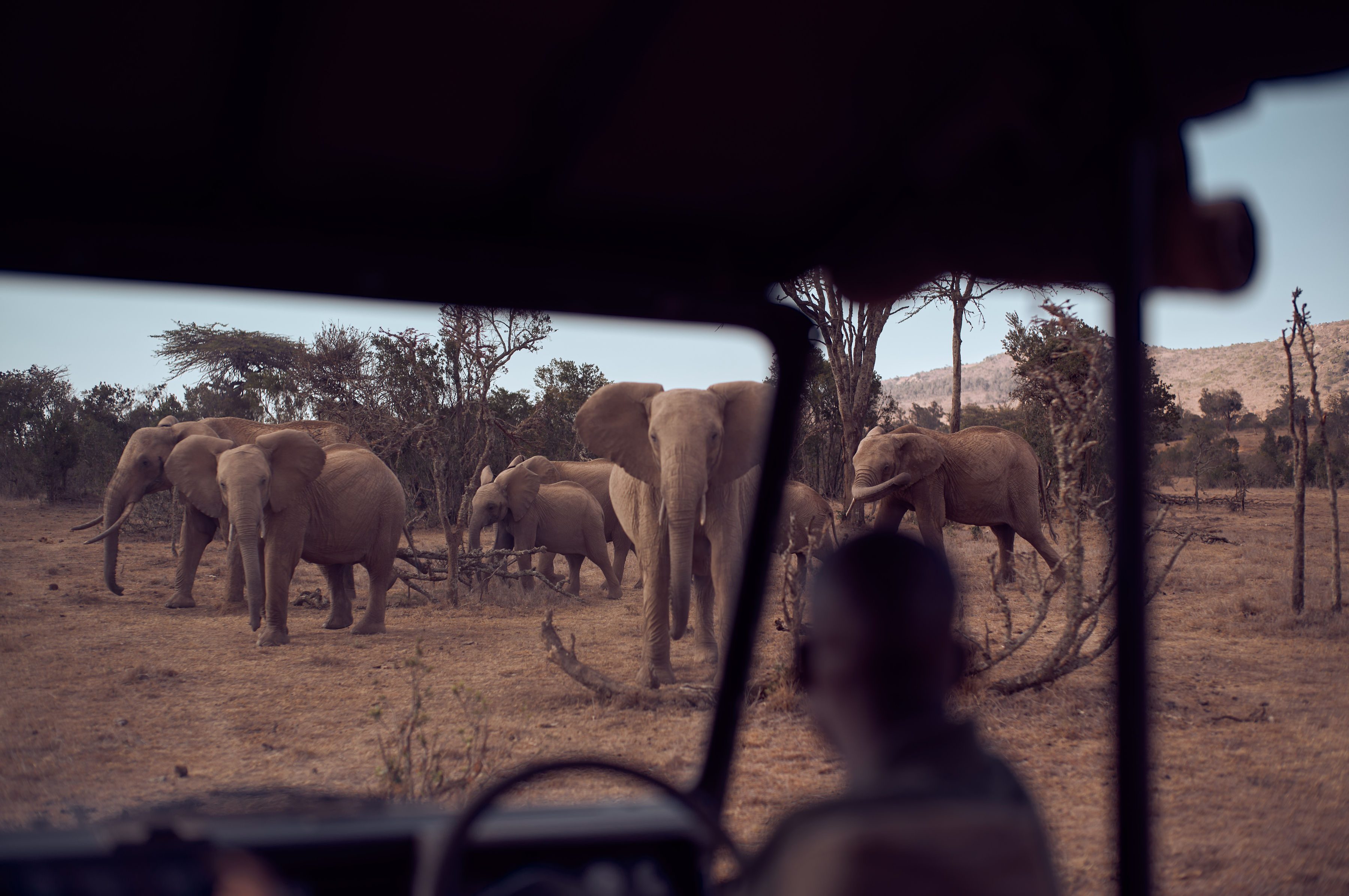 Sichtung eines Elefanten