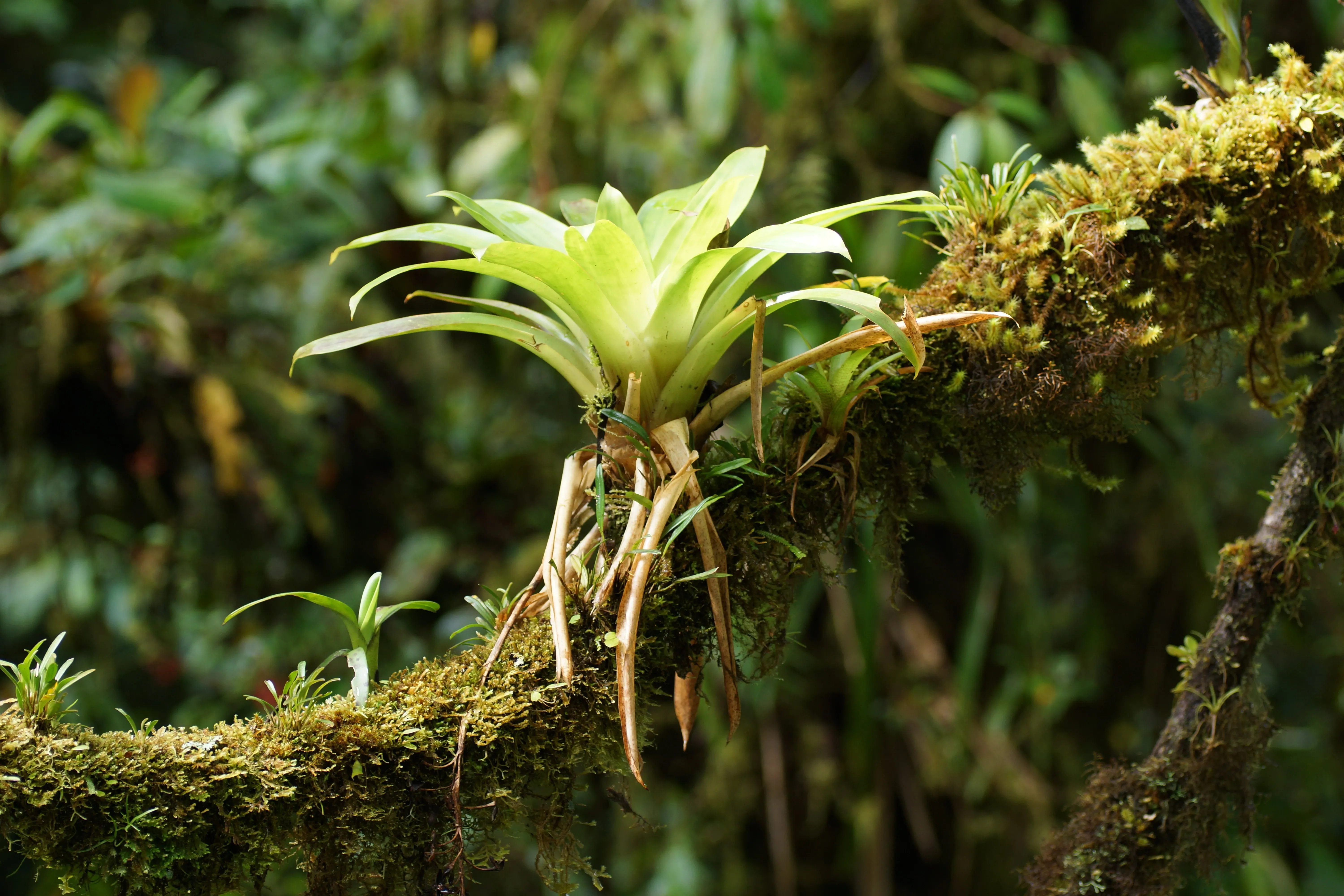 Epiphyt Pflanze an Liane