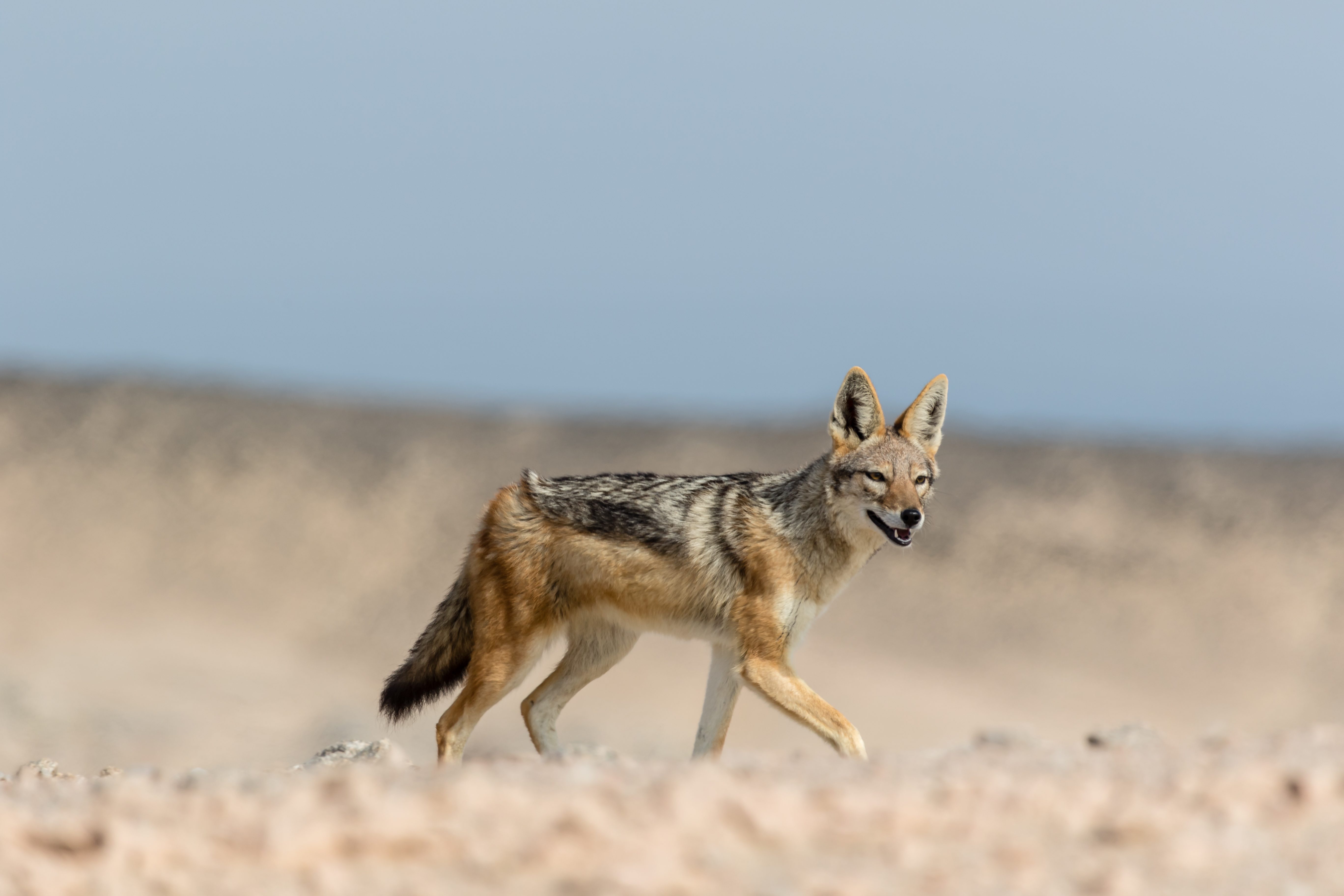 black backed jackal