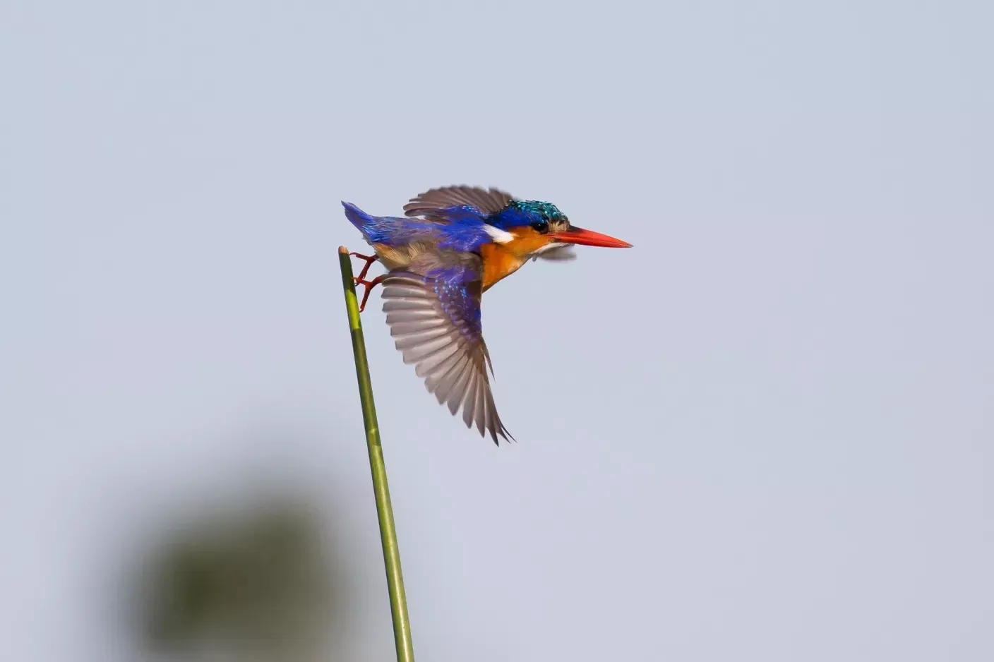 Guide Courses in Botswana