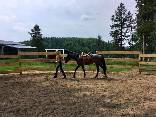 Canada horse protection