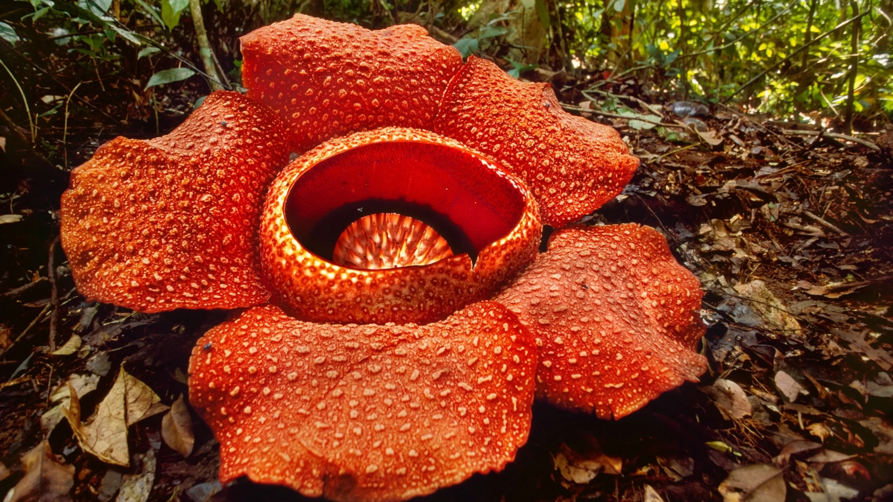 rafflesia arnoldii