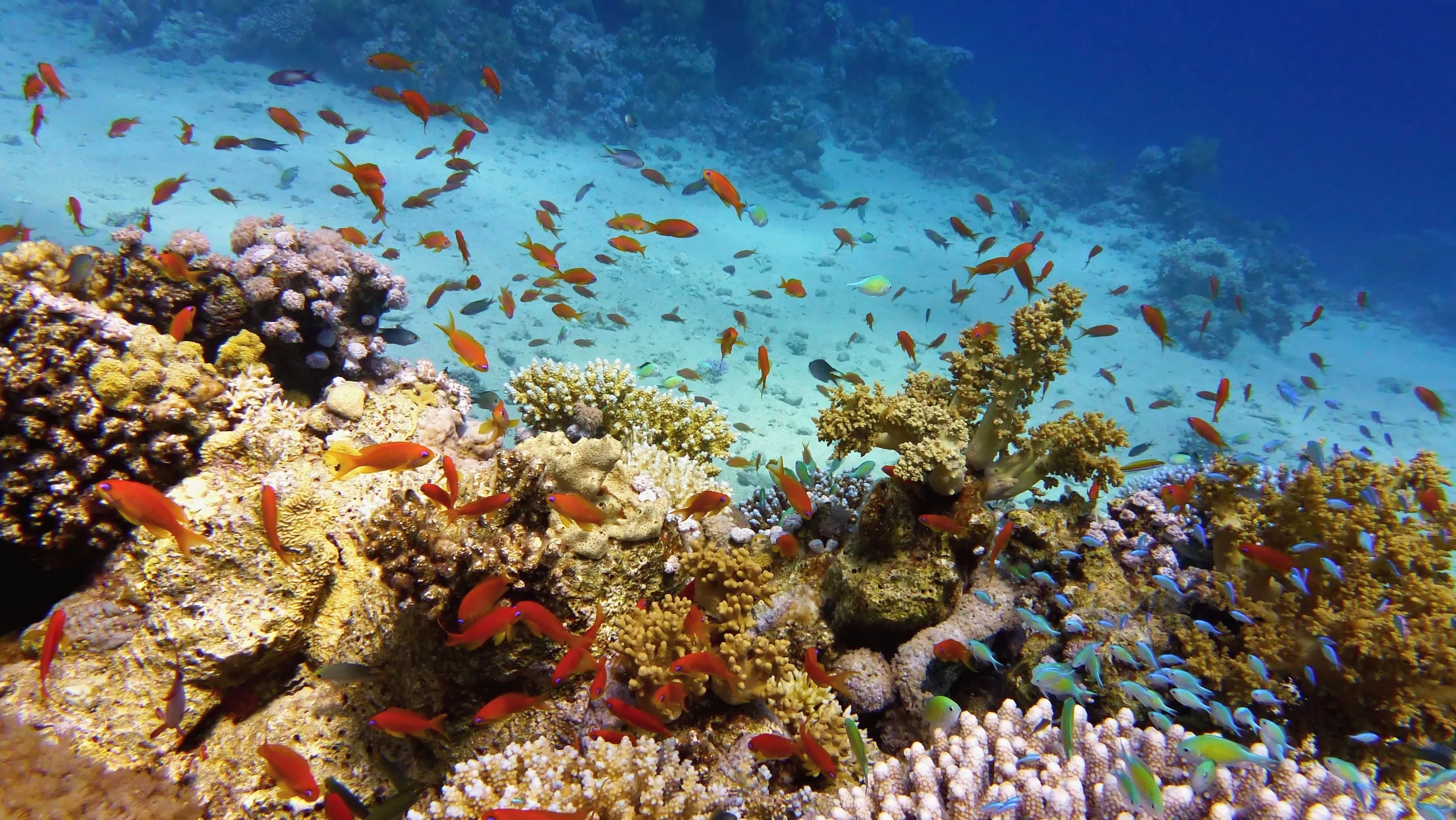 Variety of coral and fish species