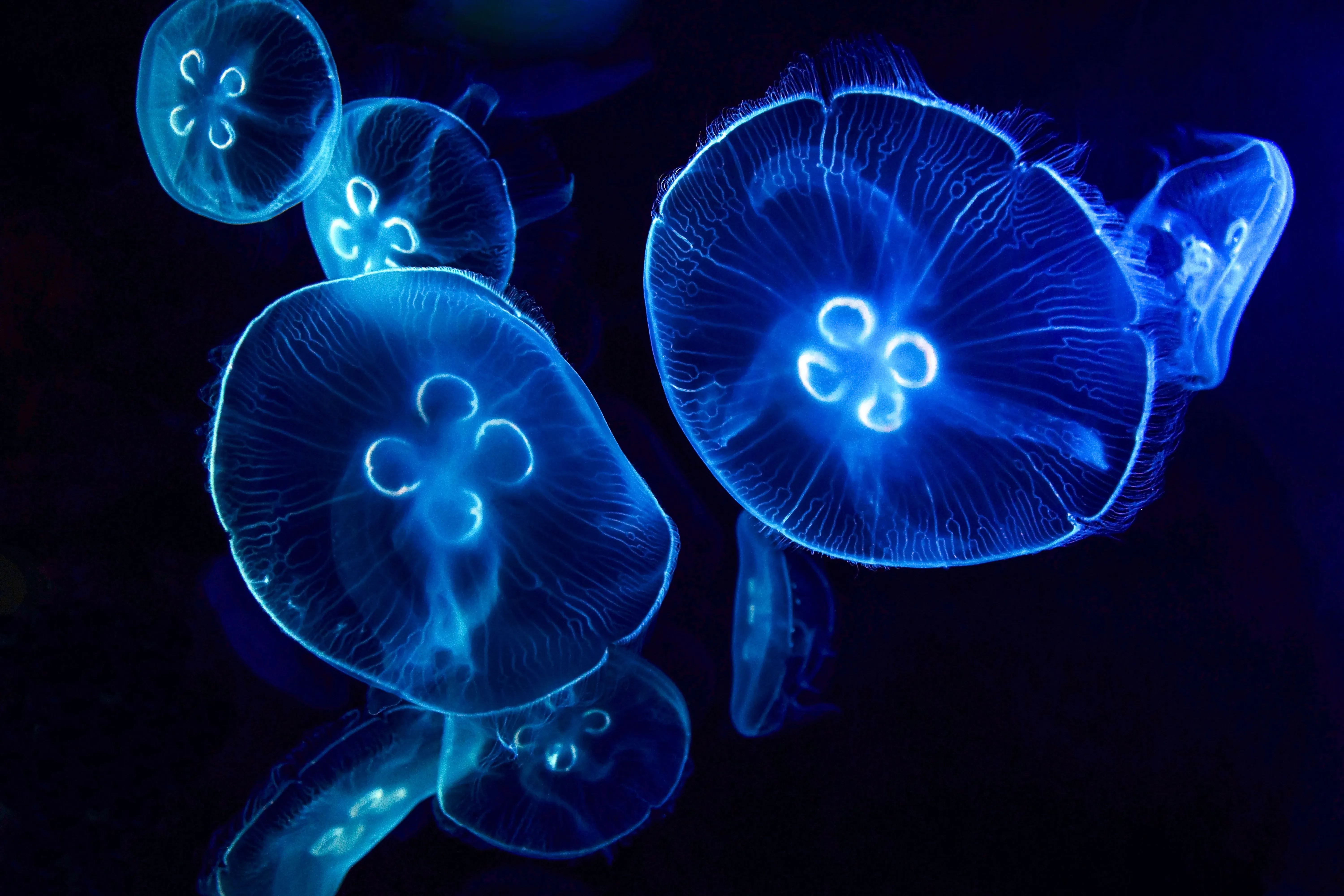 jellyfish