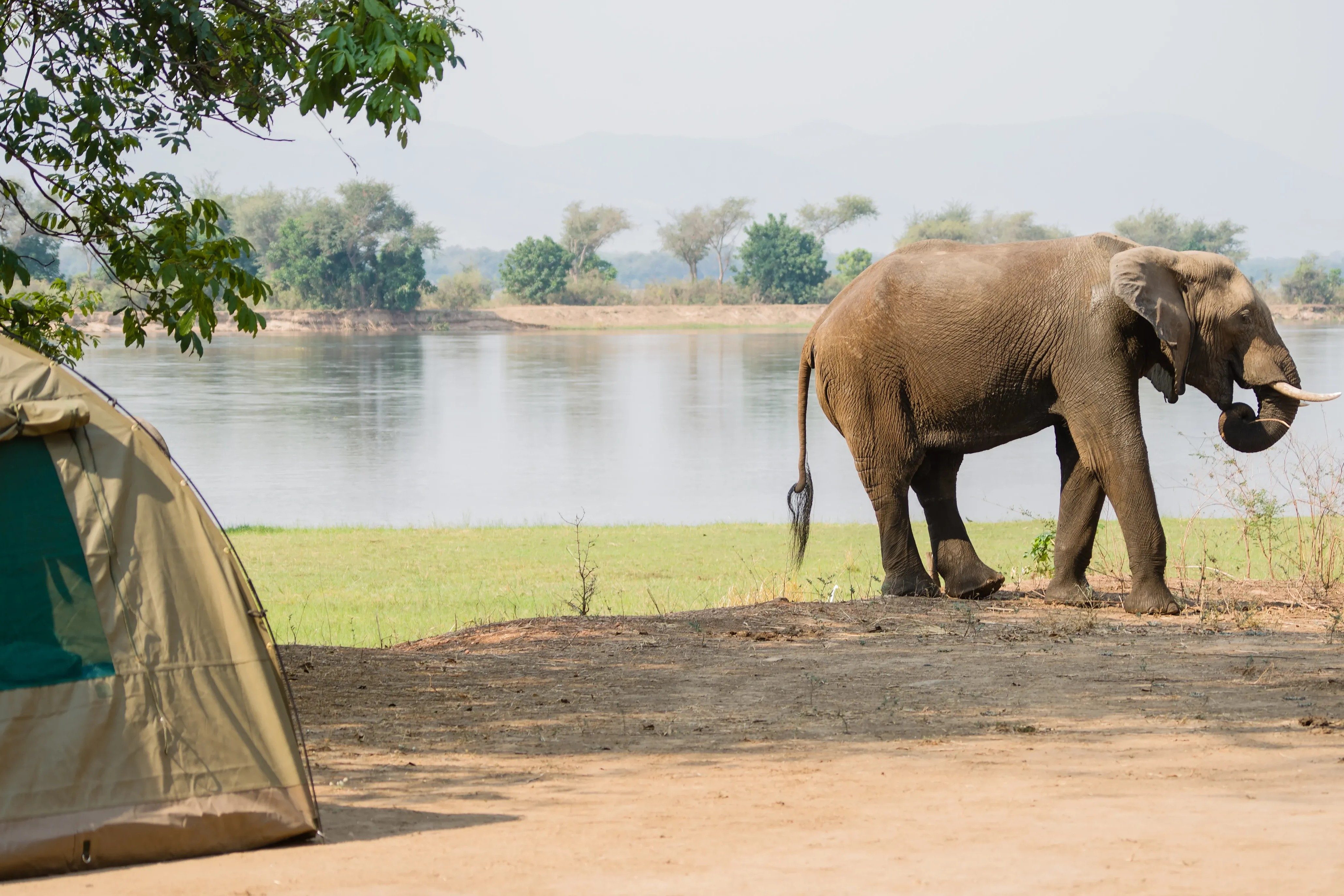 elephant by tent
