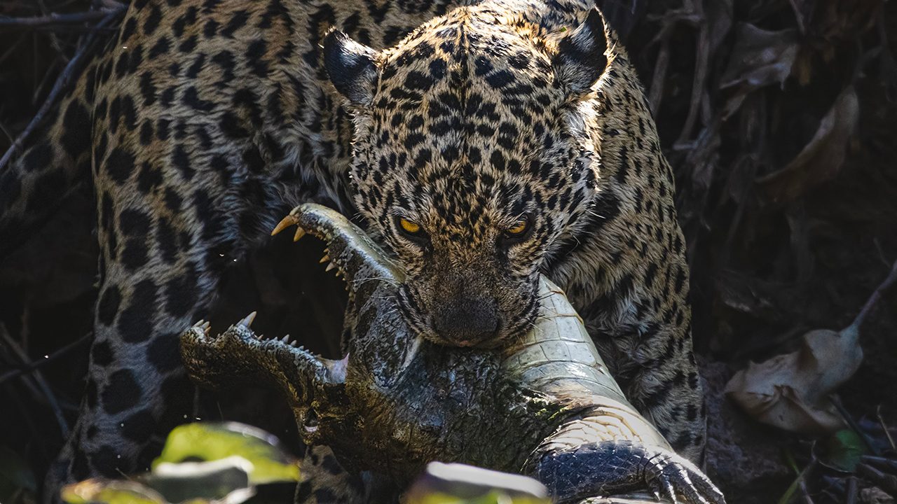jaguar with caiman kill