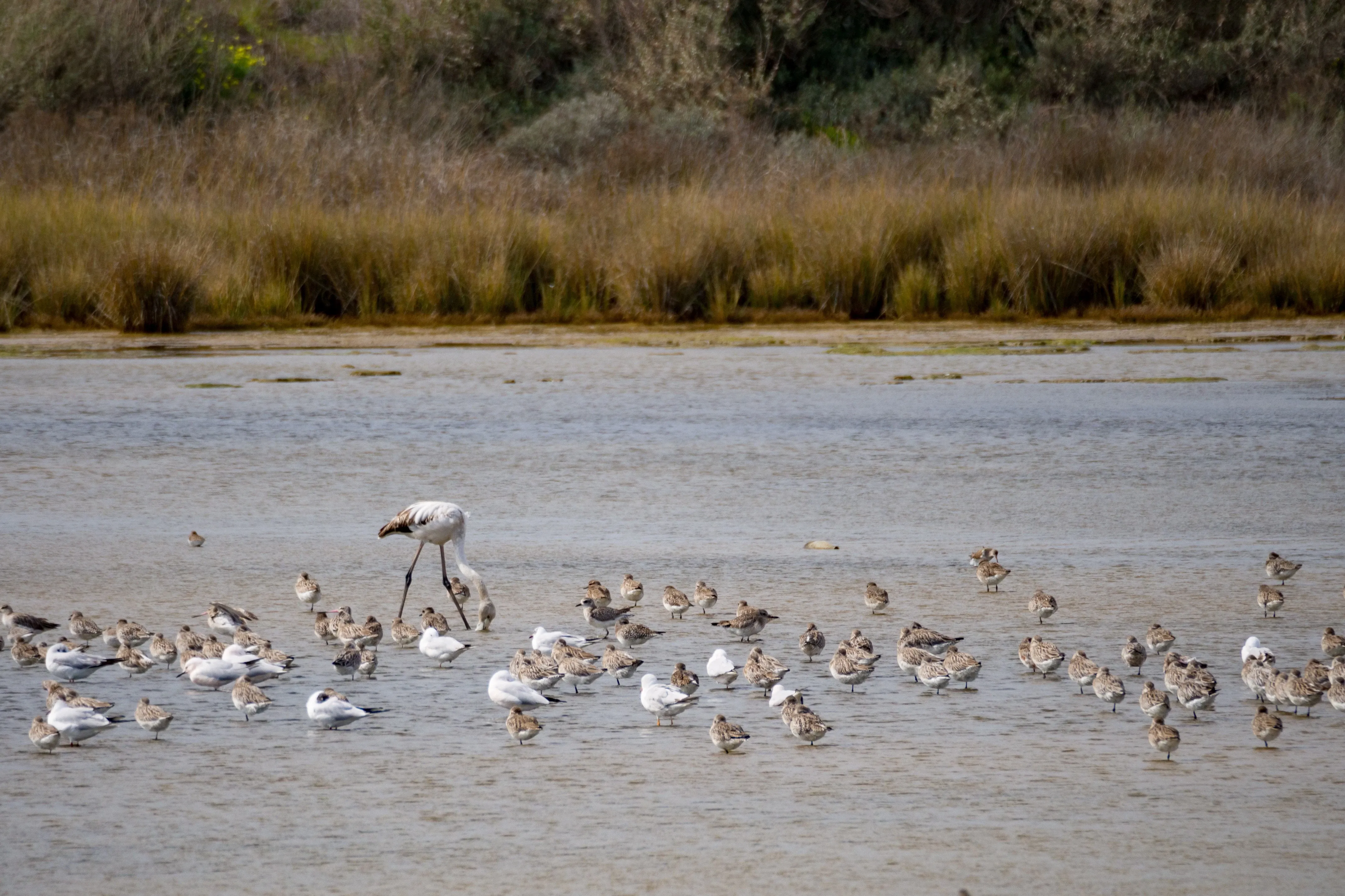 ria formosa marine protected park