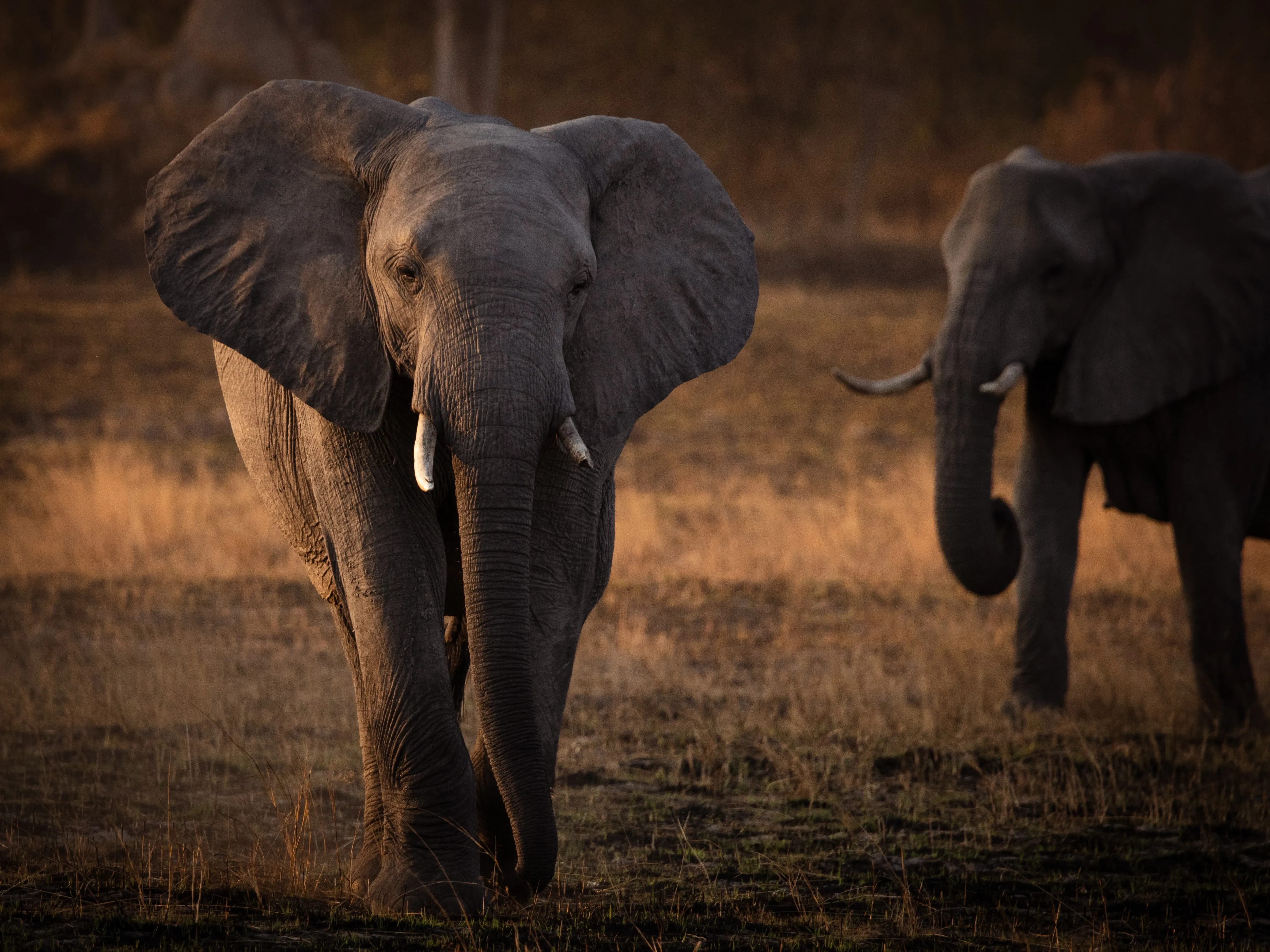 Professional Field Guide, Southern Africa