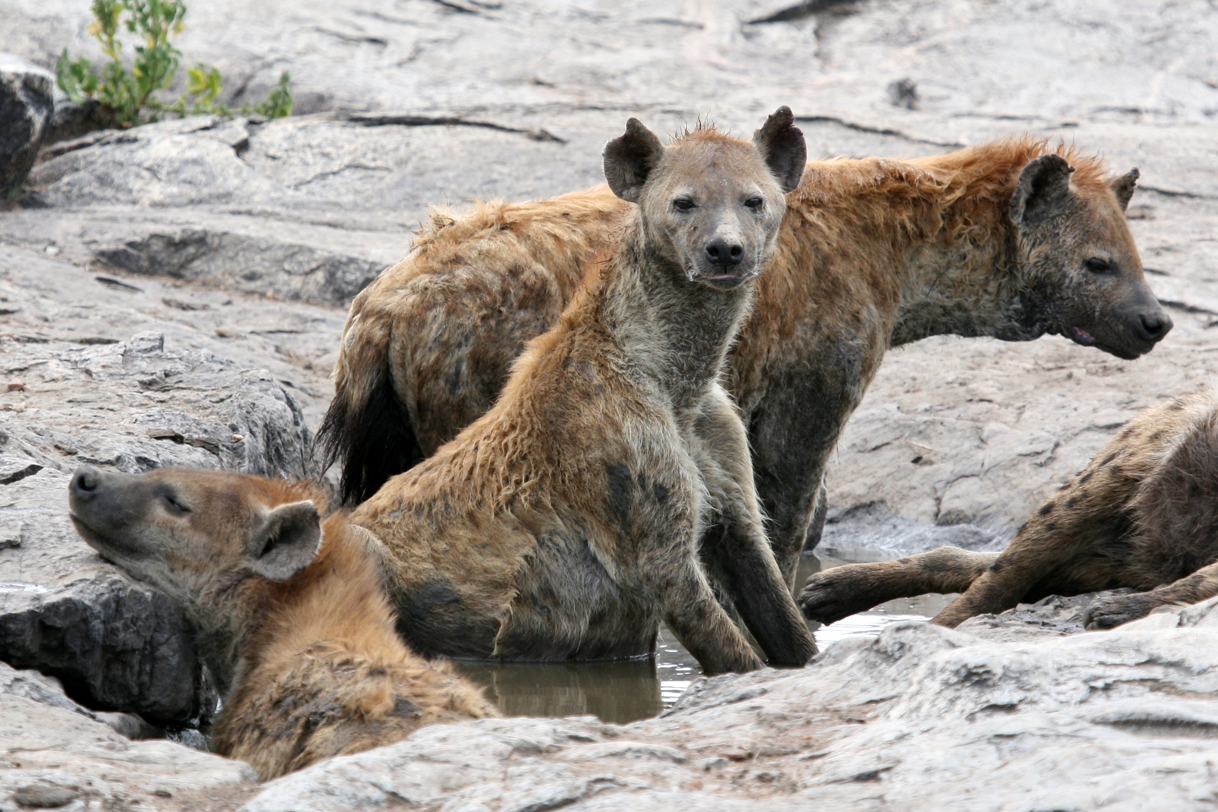hyenas in water