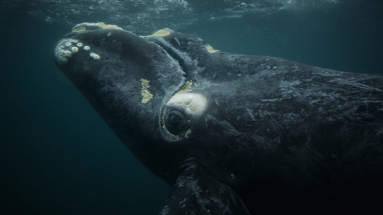 southern right whale