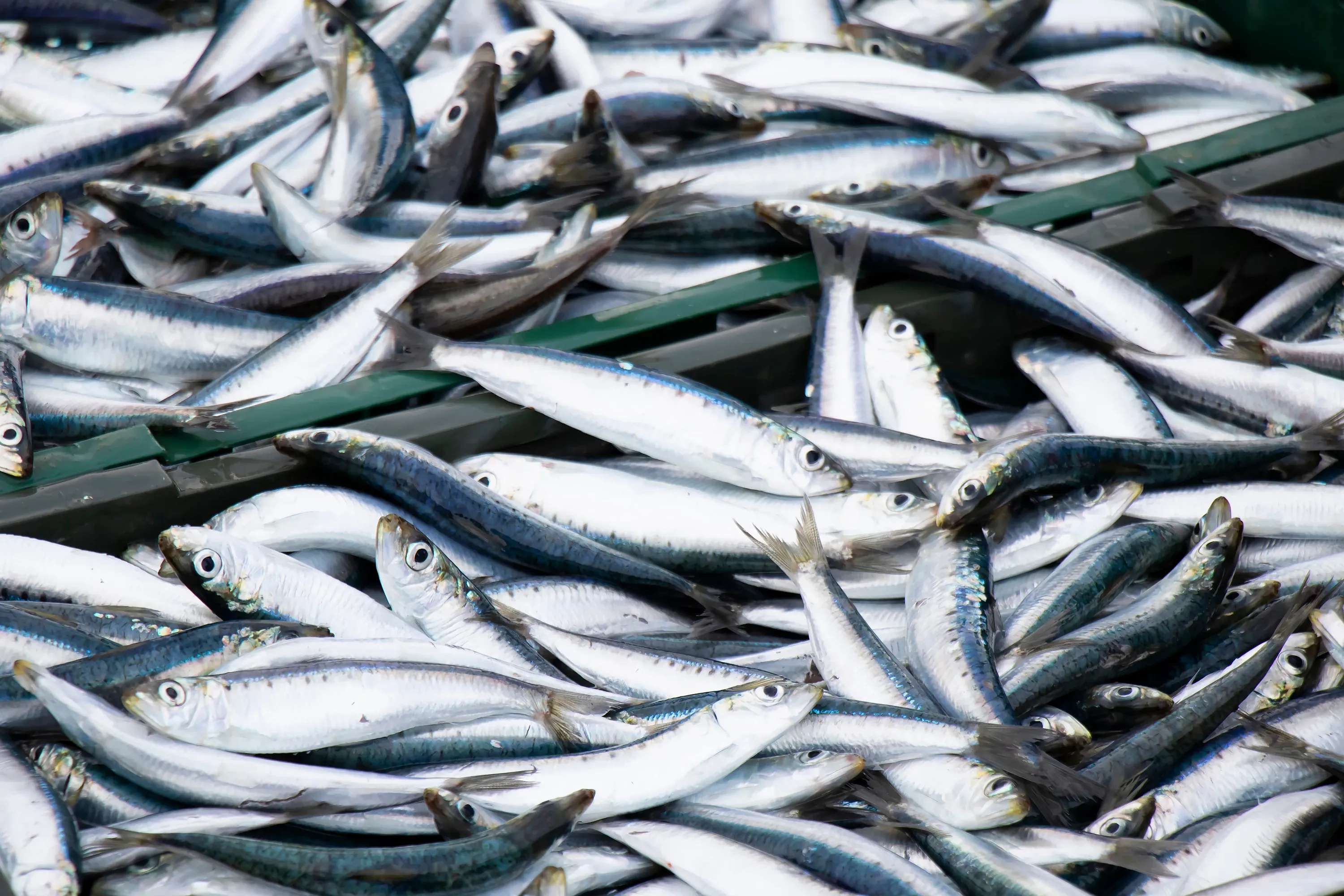 Sardine overfishing