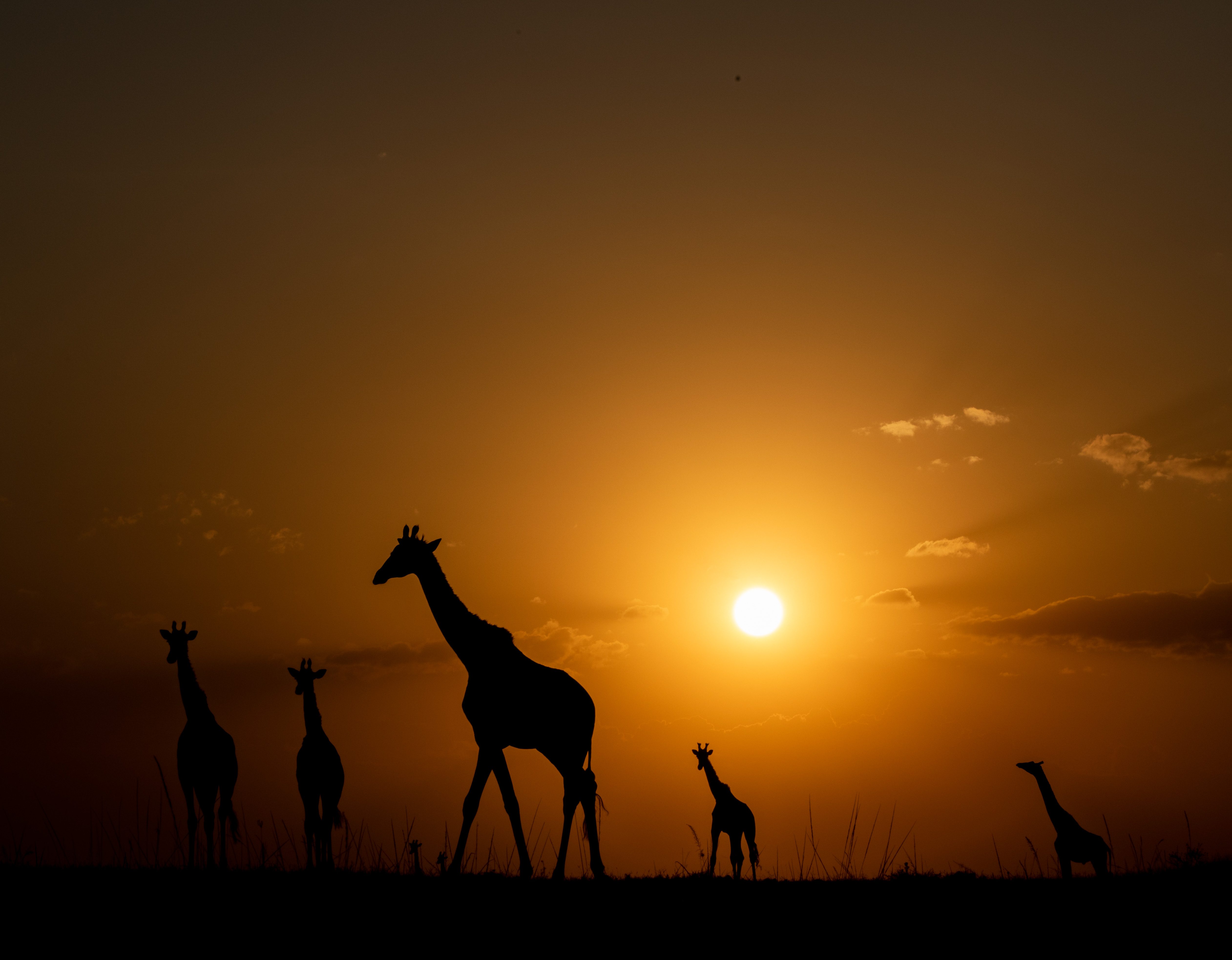 Giraffe against the sunset