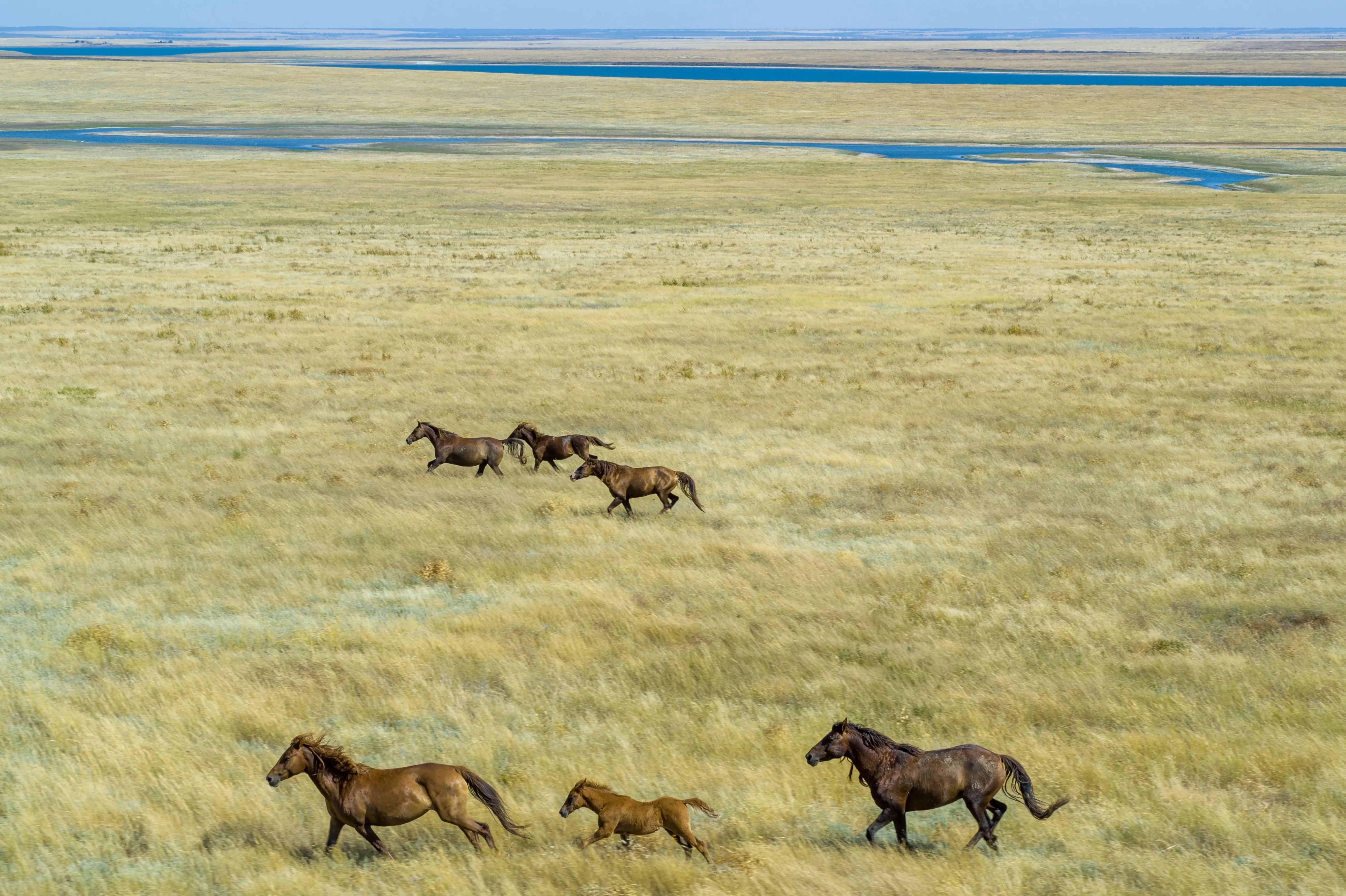 Mustang herd running through plains