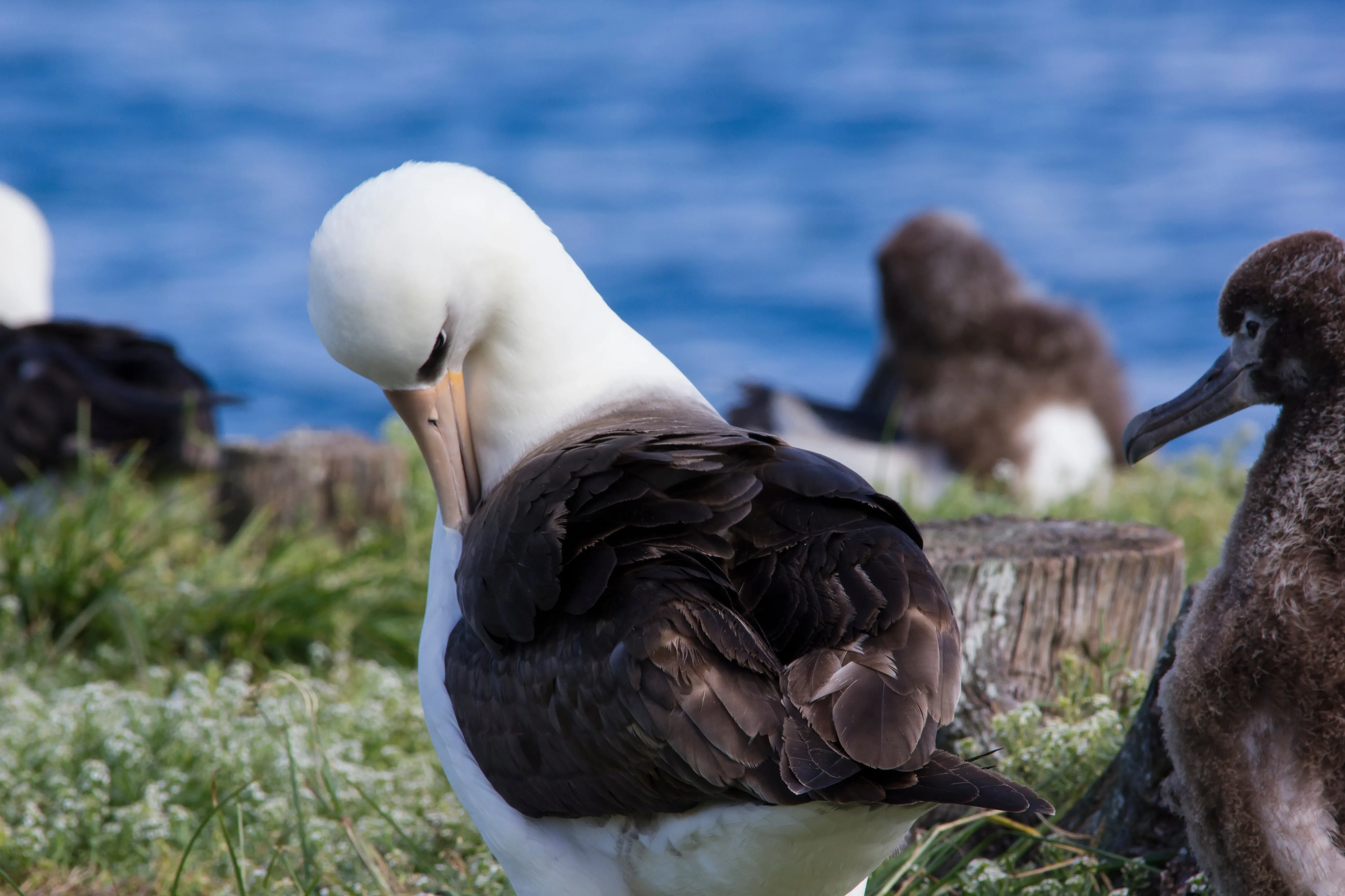 albatross