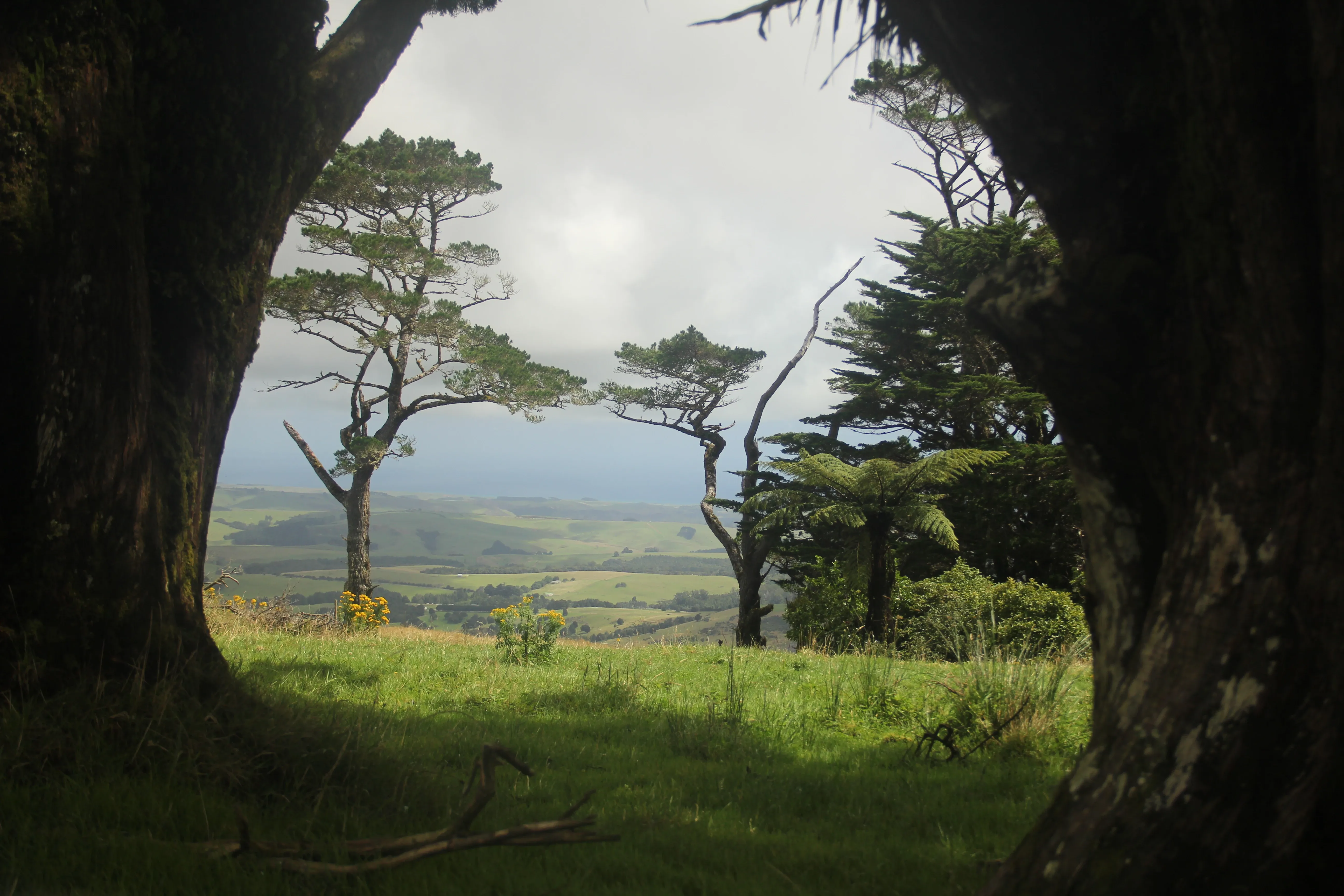 Freiwilligenprojekt Naturschutz Kauri Küste, Neuseeland