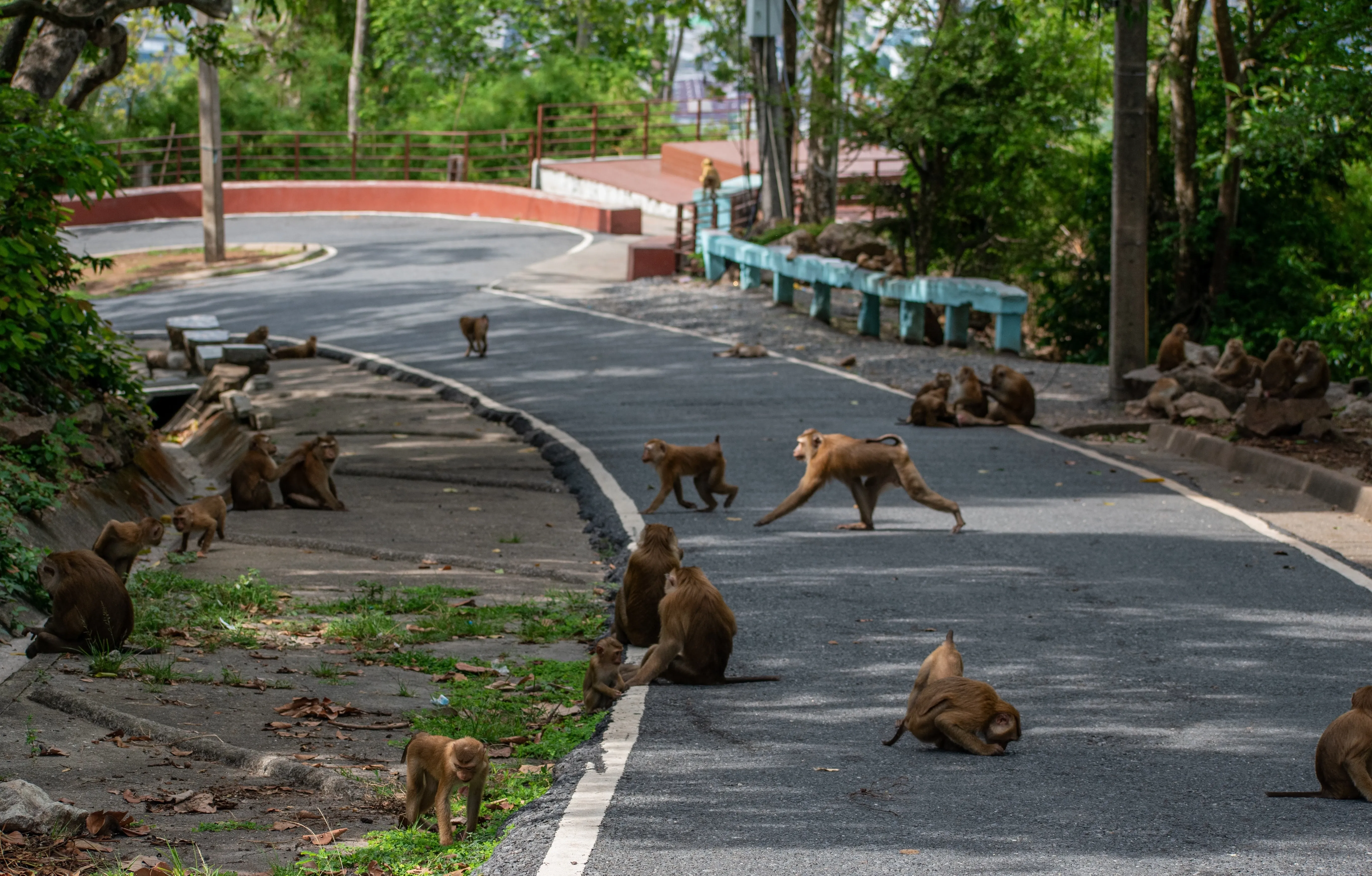 monkeys on urban road
