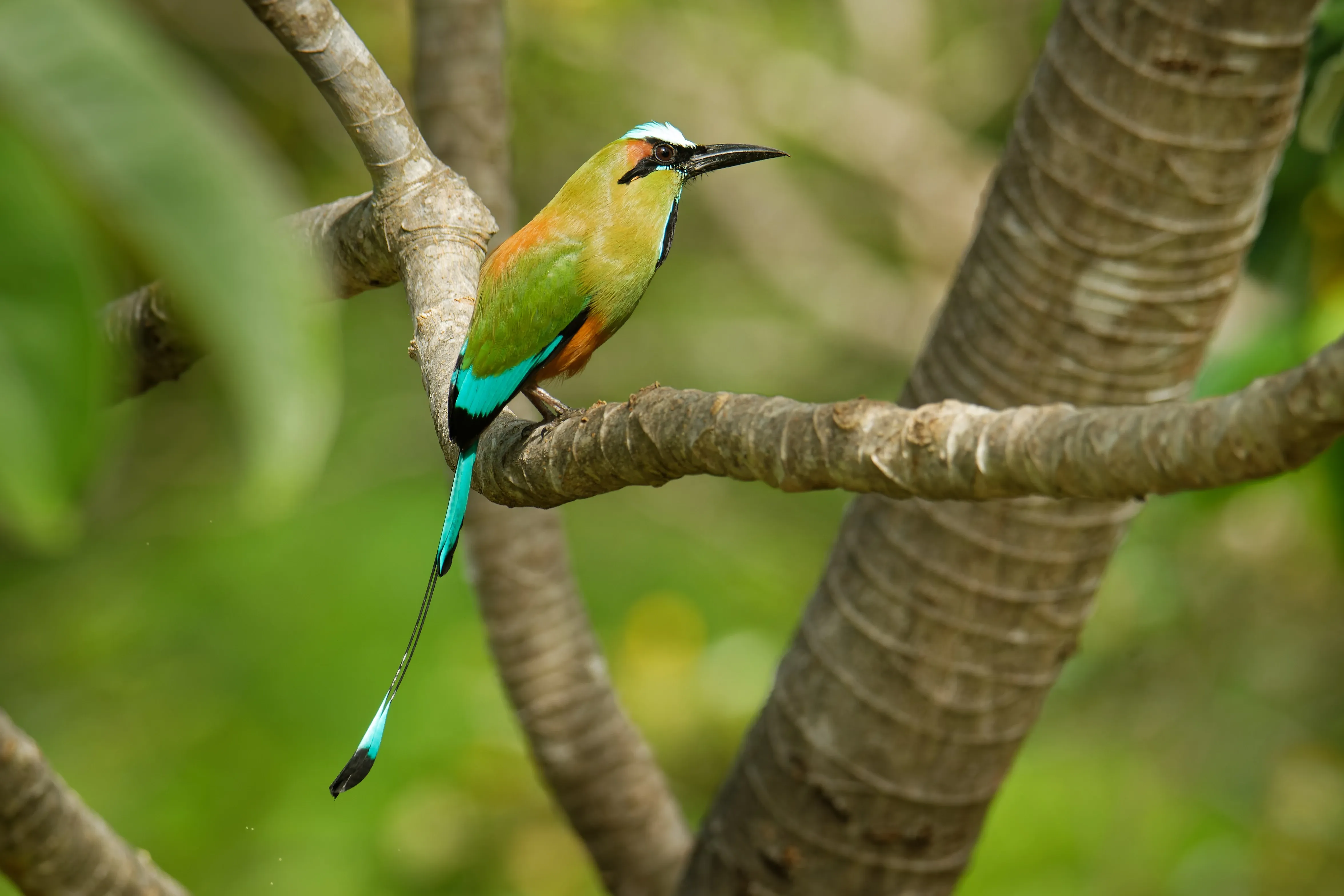 Turqoiuse browed motmot