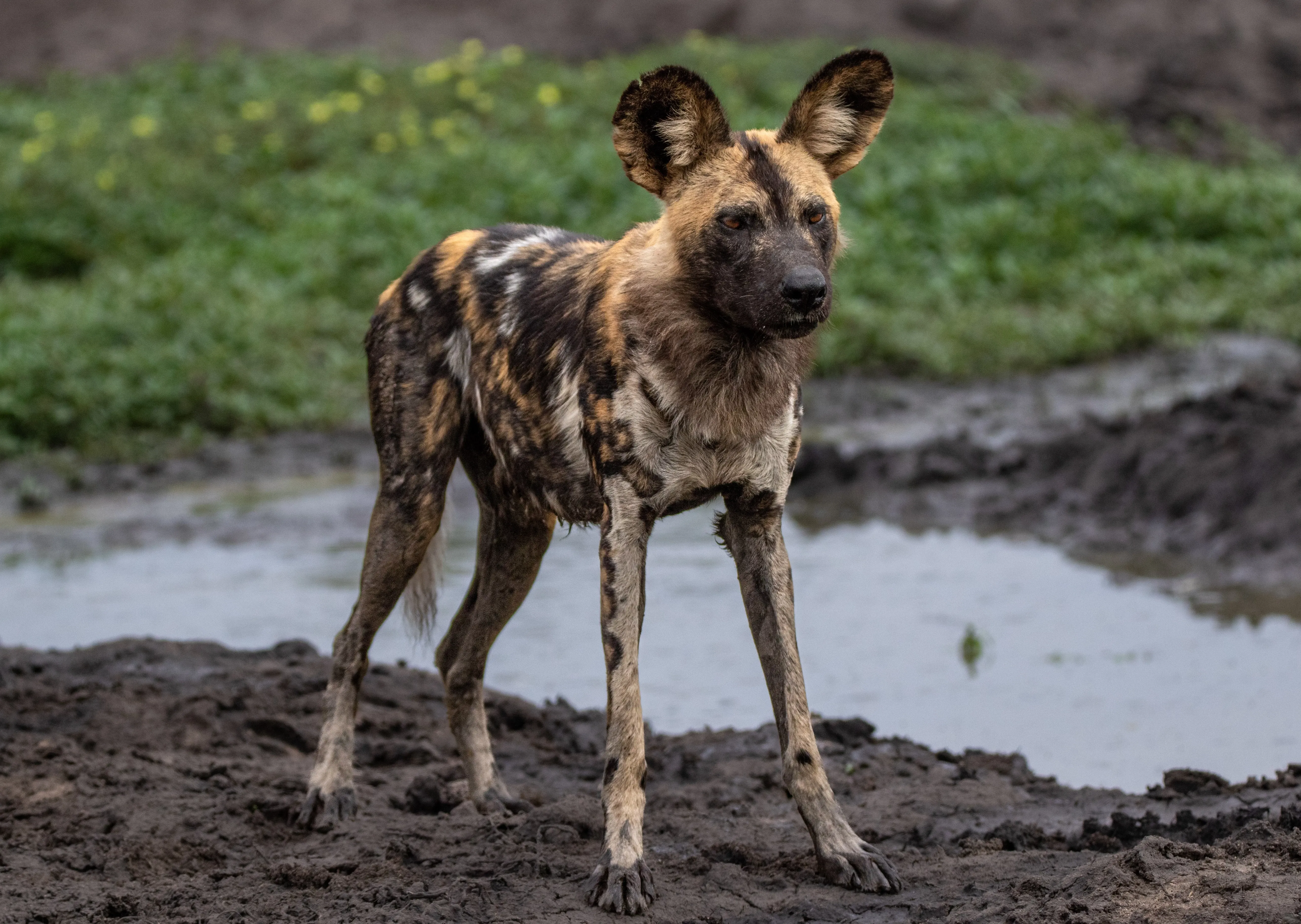 wild dog full profile