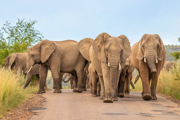 Comparison of African and Asian elephants