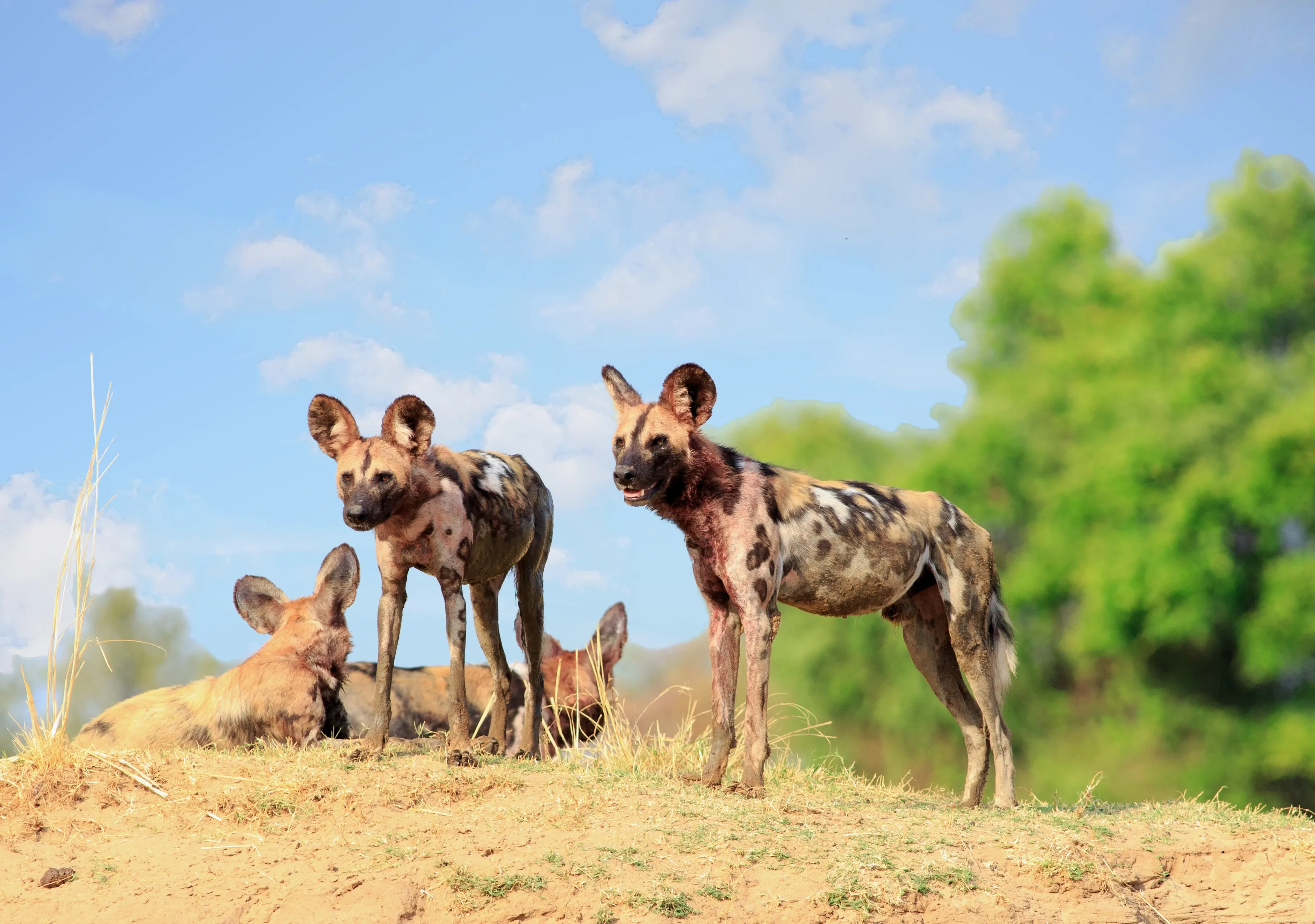 Wild dogs on a hill in the Luangwa Valley
